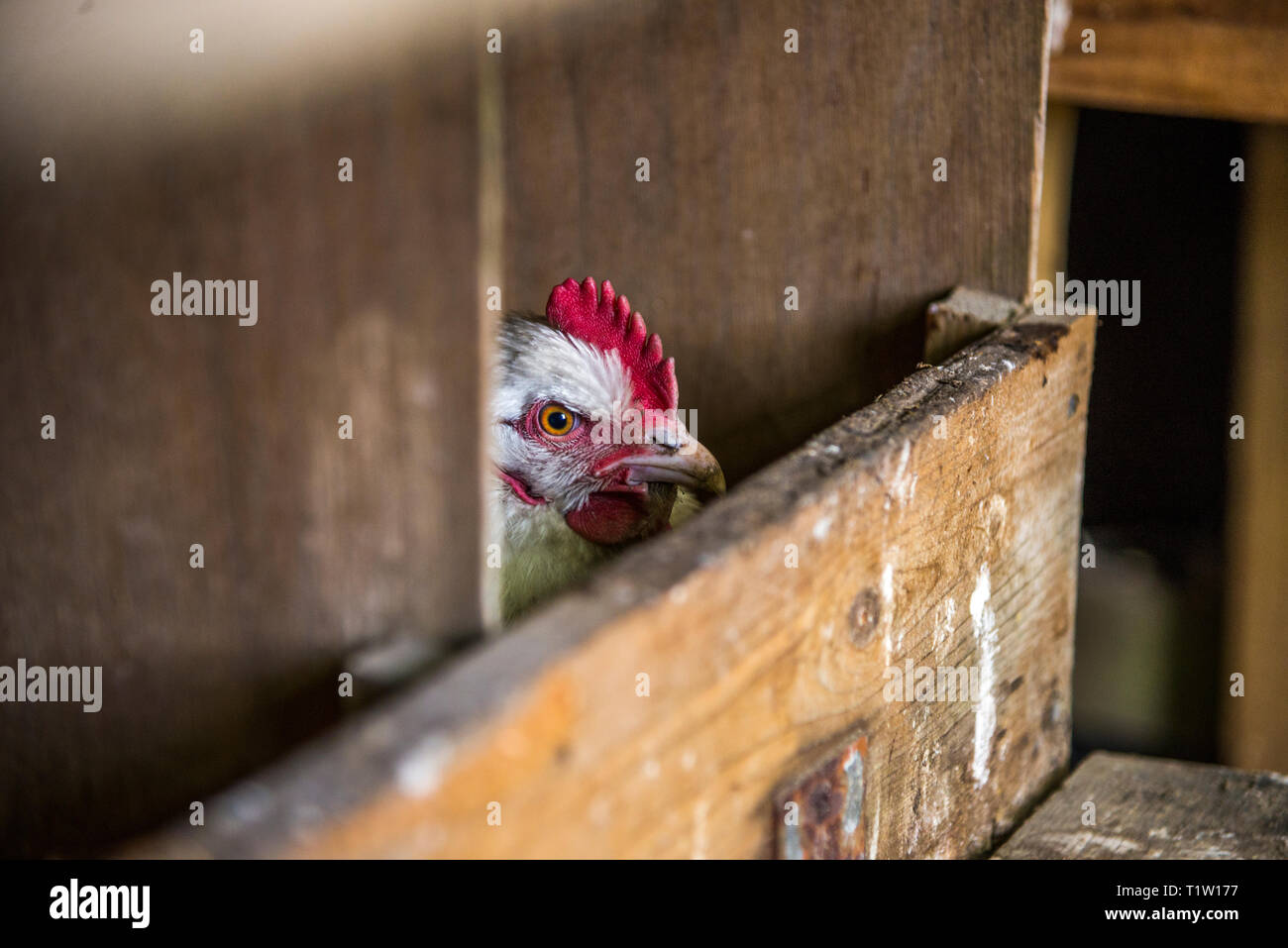 Huhn innen Huhn Haus an Haus in Leicestershire Stockfoto