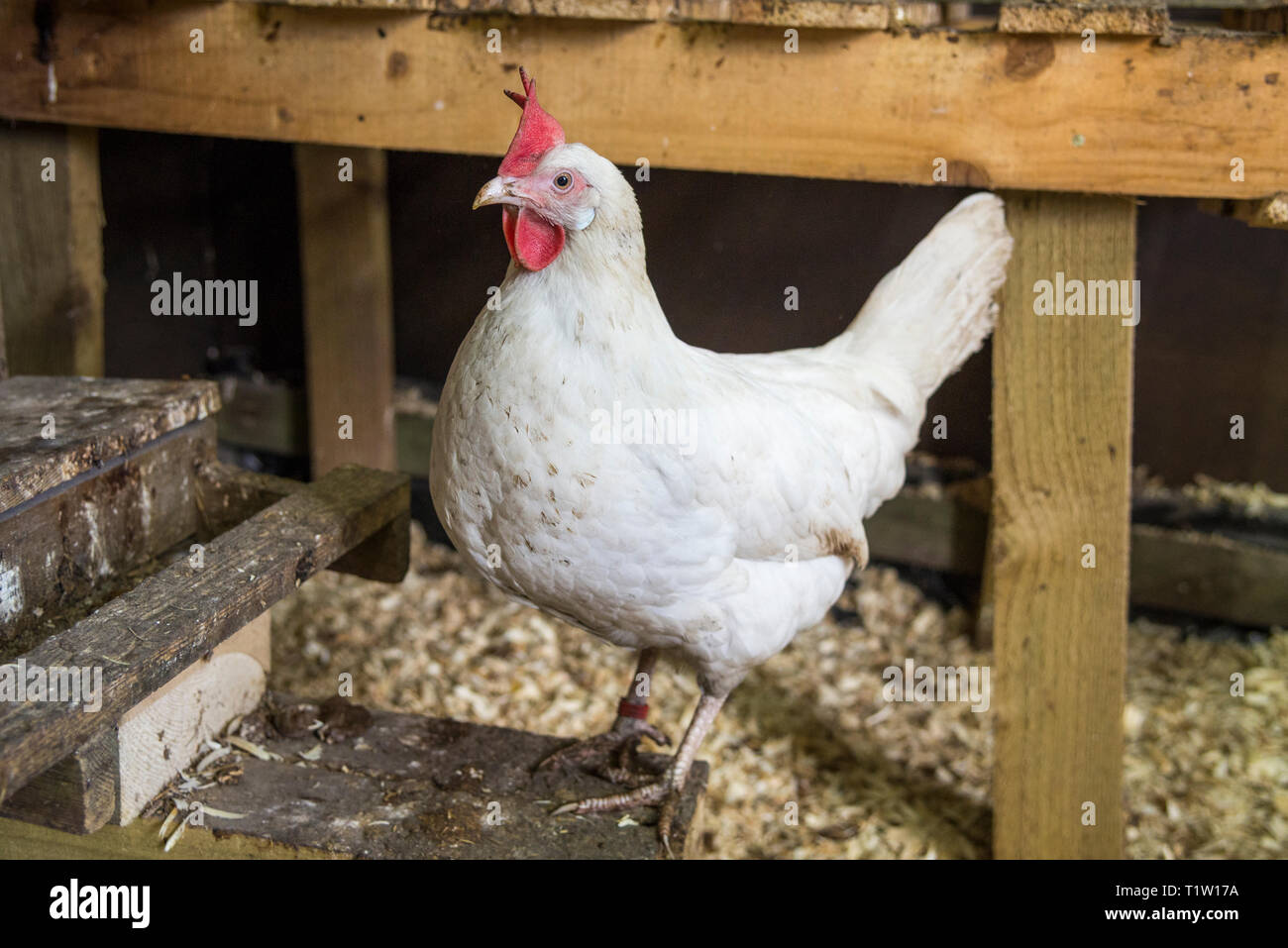 Huhn innen Huhn Haus an Haus in Leicestershire Stockfoto
