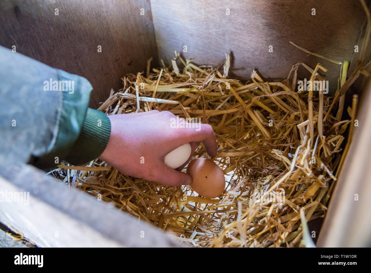 Weibliche Kleinbauern ihre Eier sammeln Stockfoto