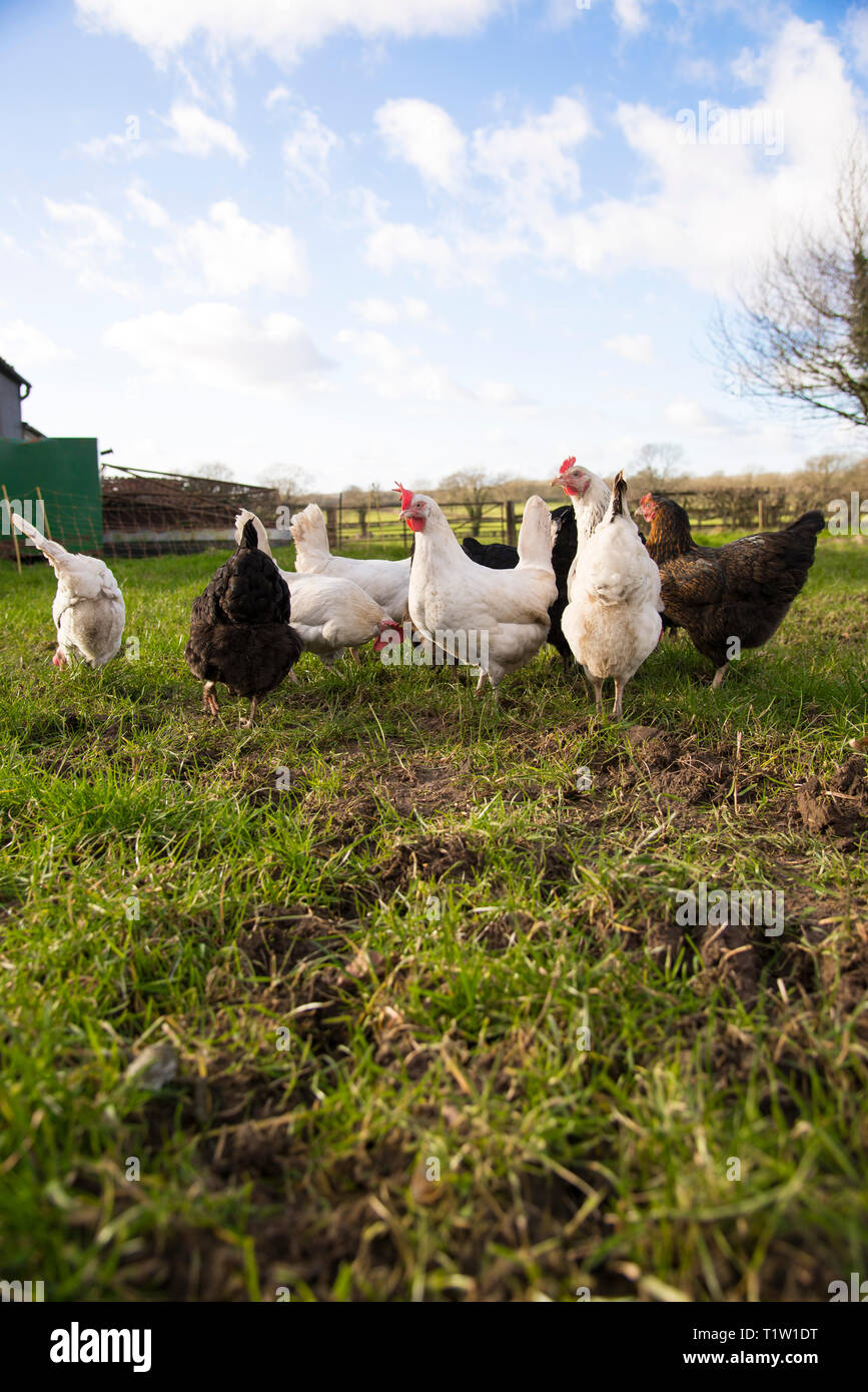 Free Range Hühner auf Bauernhof in Leicestershire Stockfoto