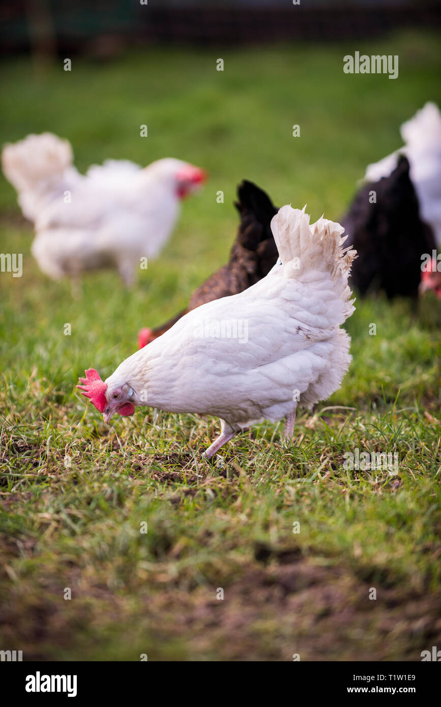 Free Range Hühner auf Bauernhof in Leicestershire Stockfoto