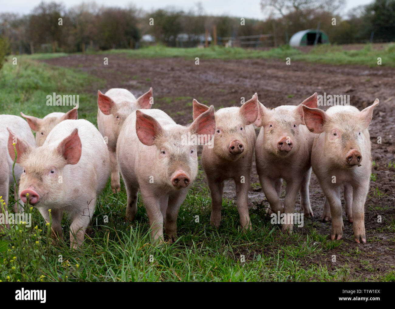 Die Freilandhaltung von Schweinen in Essington Farm Wolverhampton Stockfoto