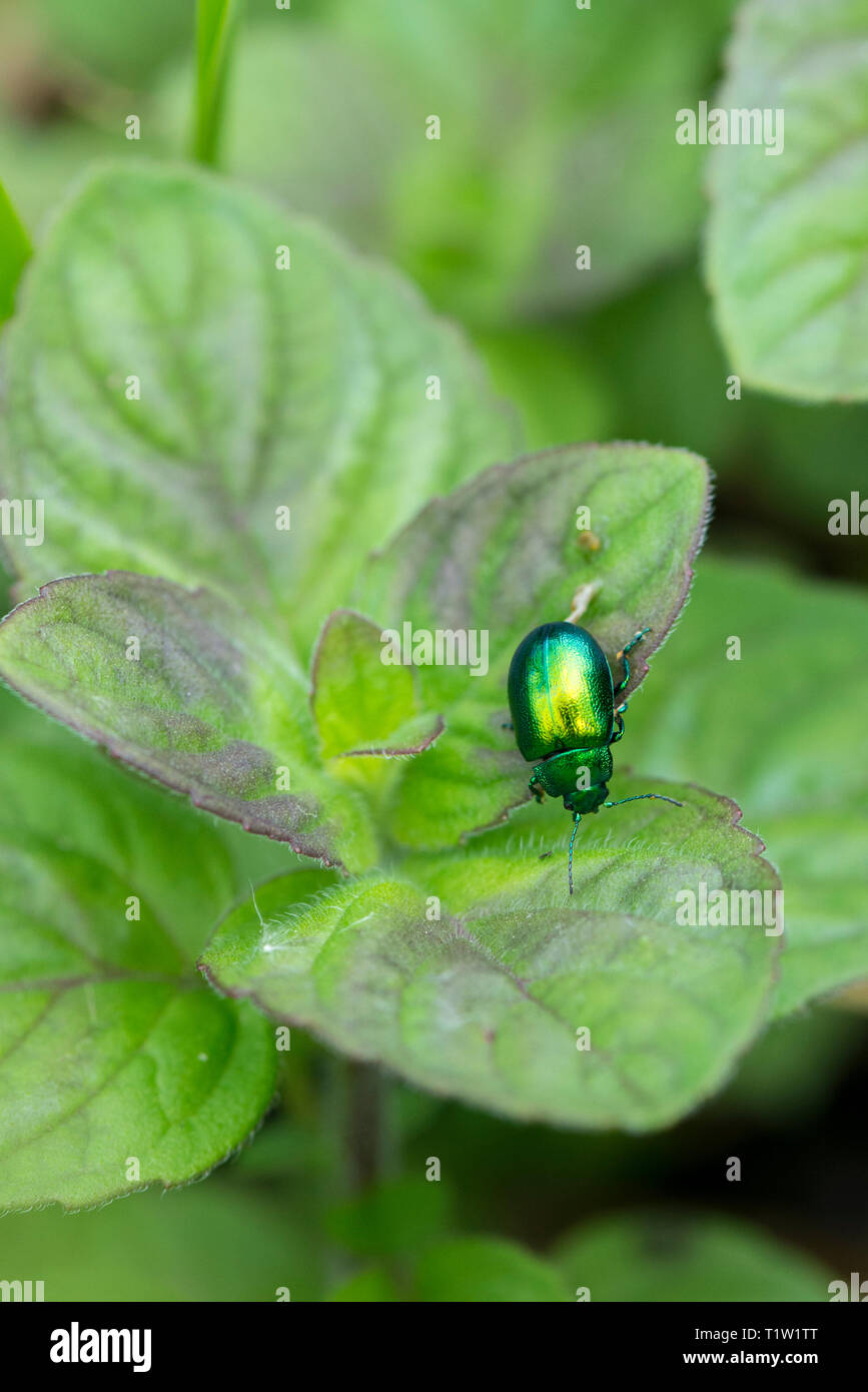 Mint leaf beetle Wiltshire Farm Stockfoto