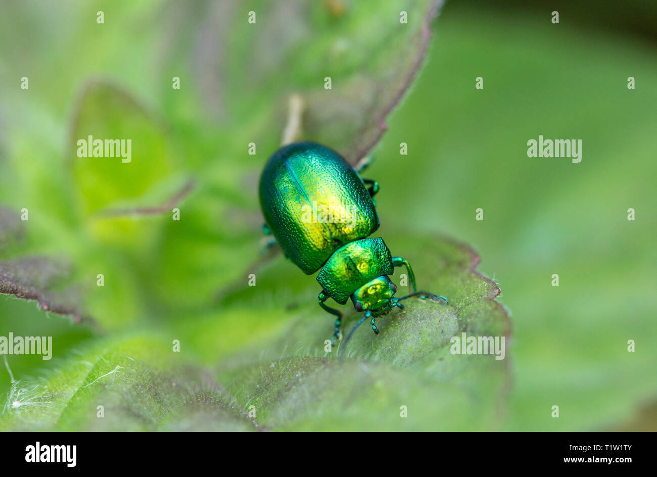 Mint leaf beetle Wiltshire Farm Stockfoto
