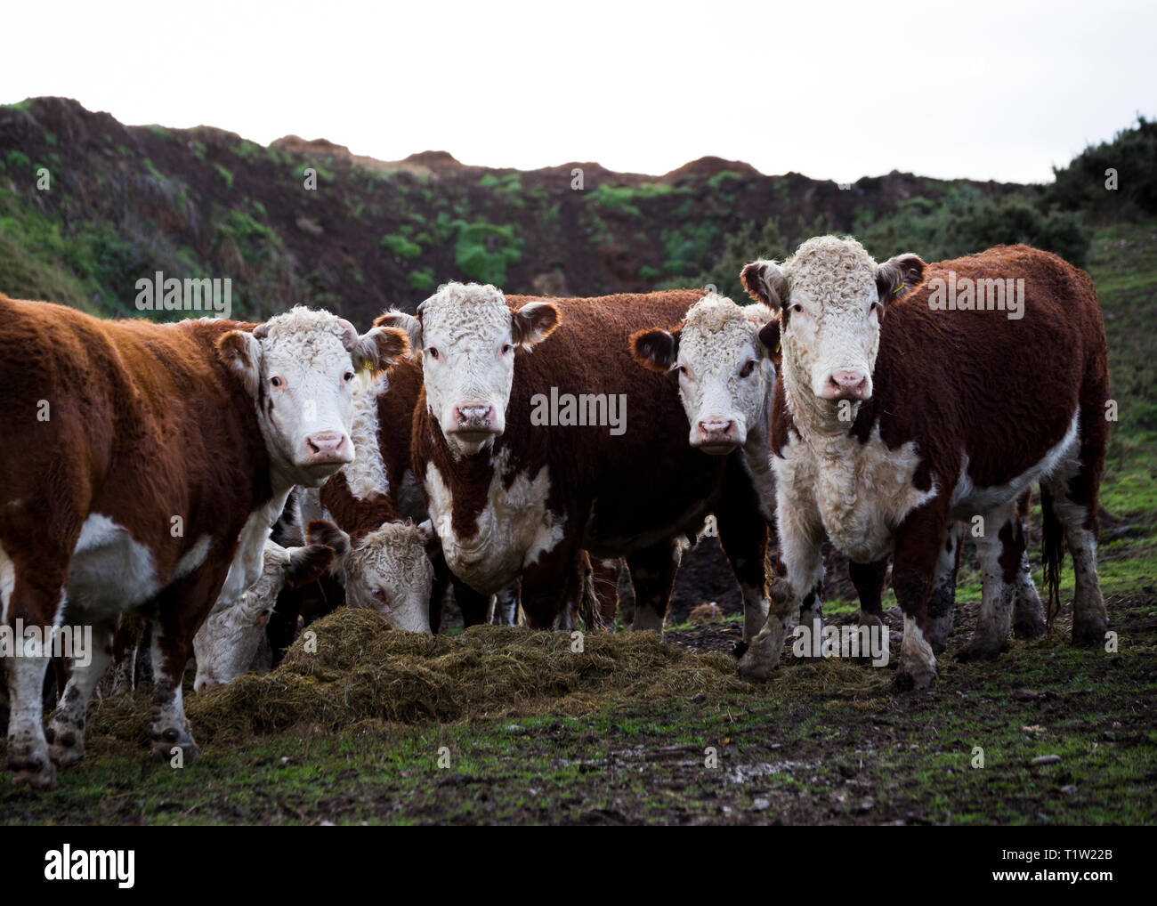 Stammbaum Hereford Rind auf der Farm UK Stockfoto