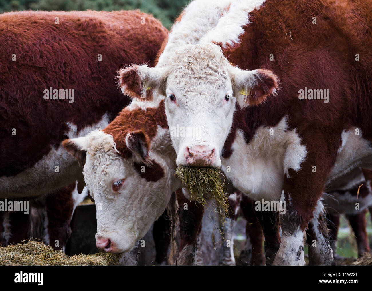 Stammbaum Hereford Rind auf der Farm UK Stockfoto