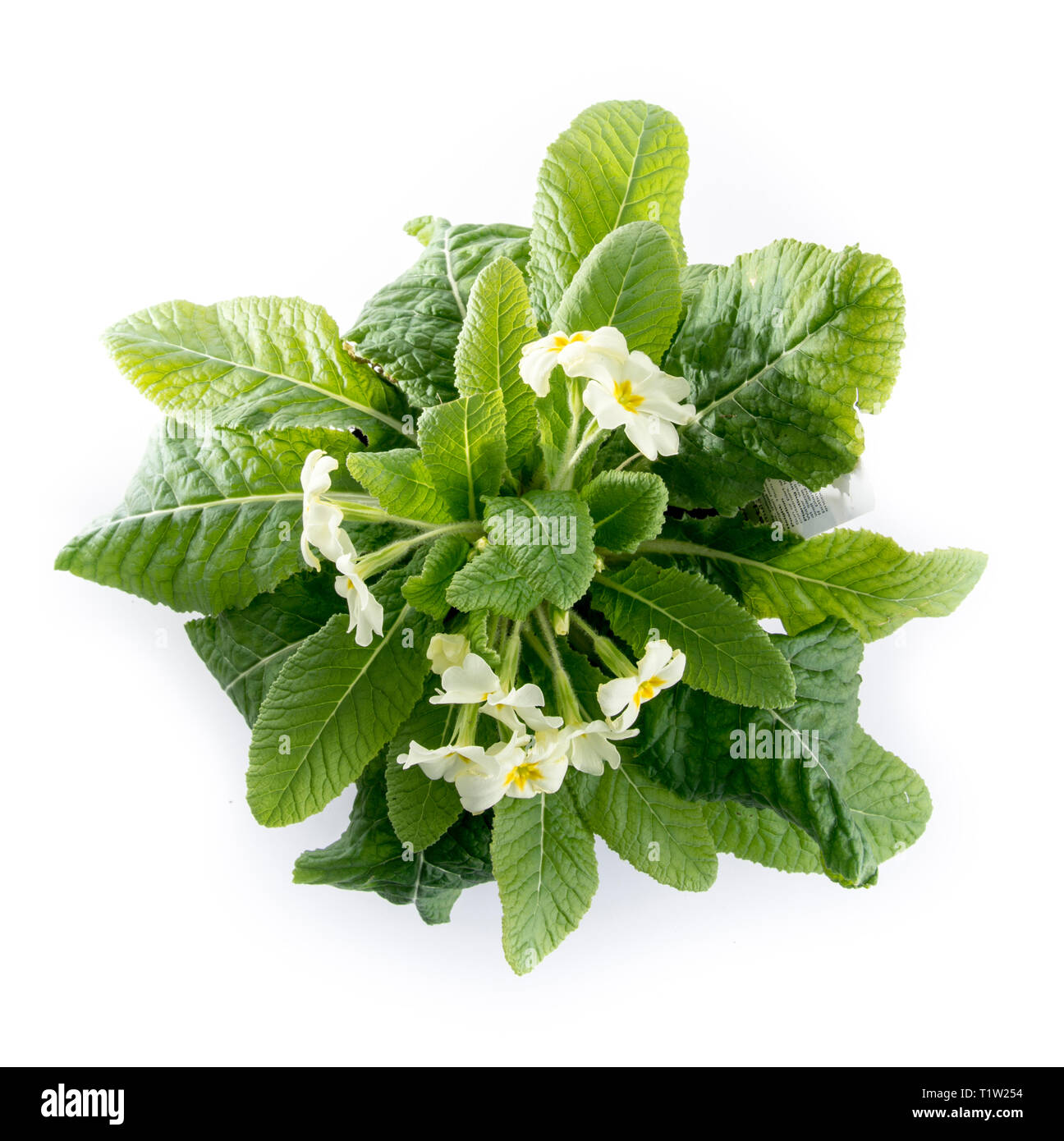 Primrose Topfpflanze von oben Stockfotografie - Alamy