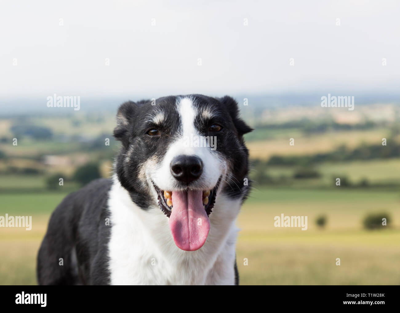 Schäferhund auf Uplands Farm Lancashire Stockfoto