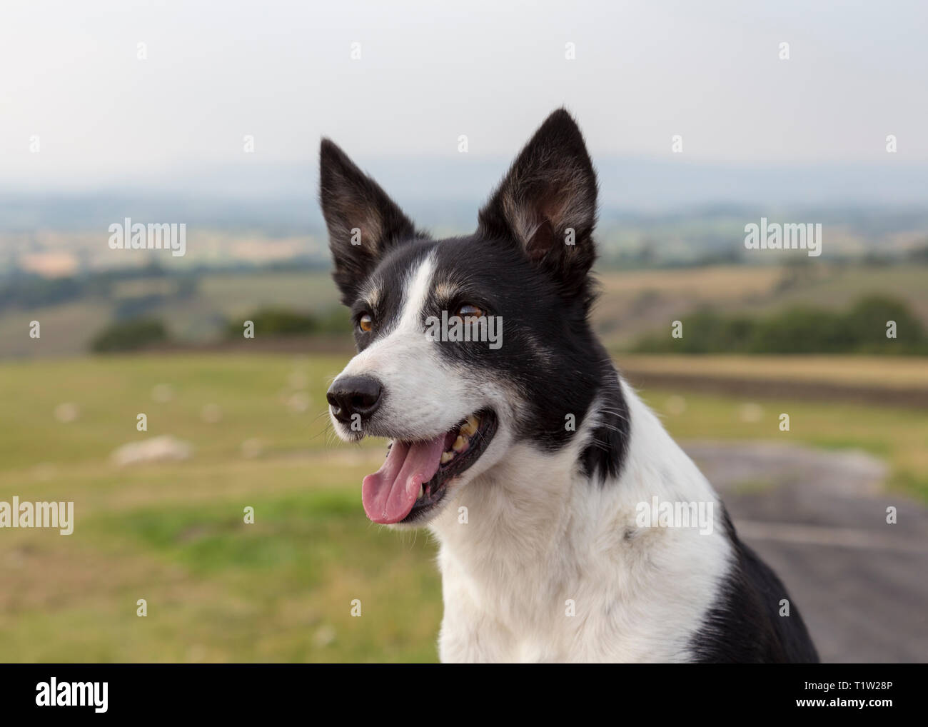 Schäferhund auf Uplands Farm Lancashire Stockfoto