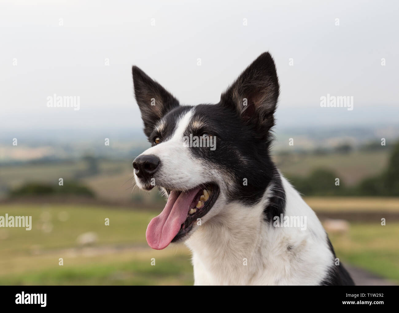 Schäferhund auf Uplands Farm Lancashire Stockfoto