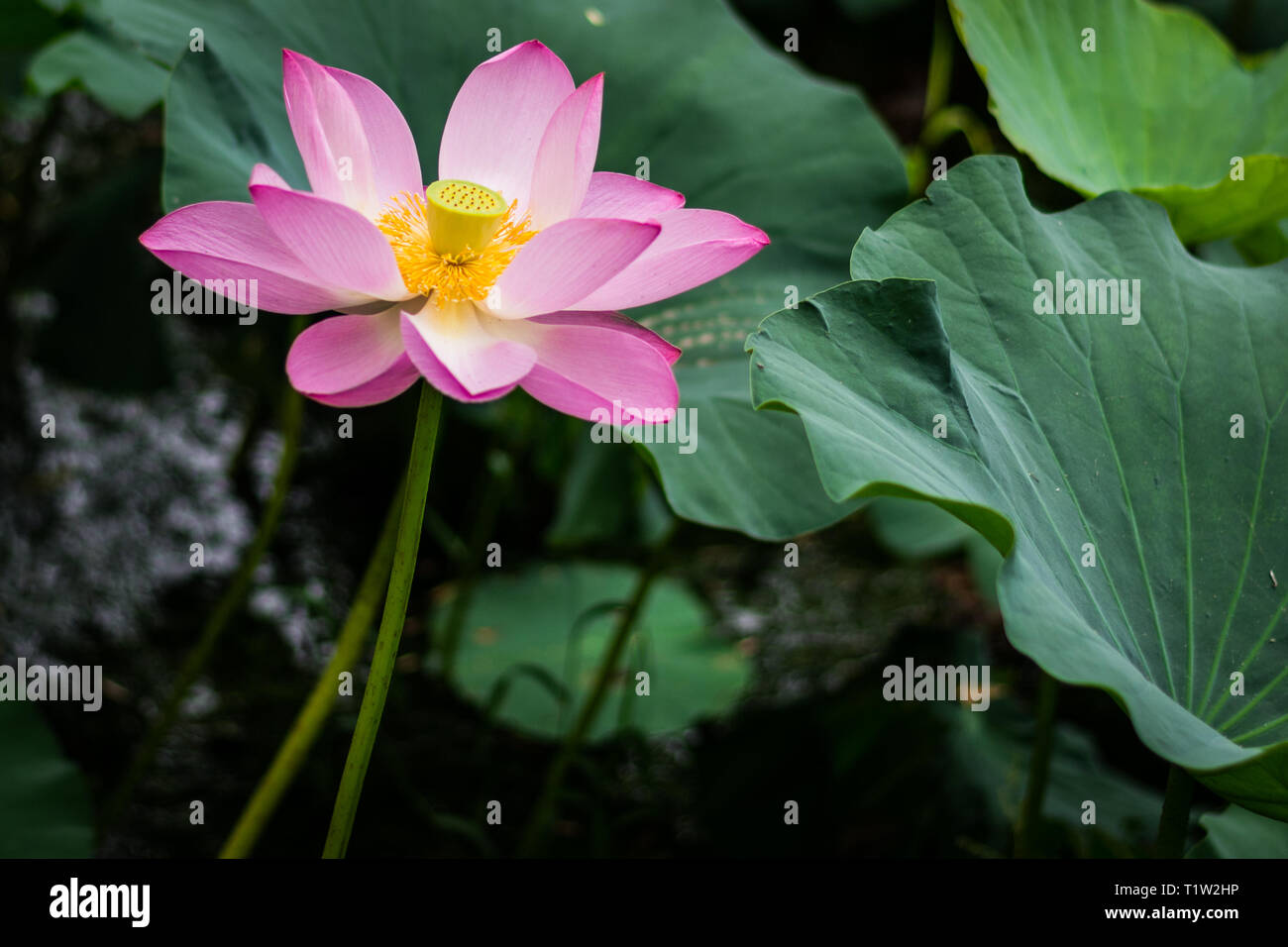 Lotus-Blume Stockfoto