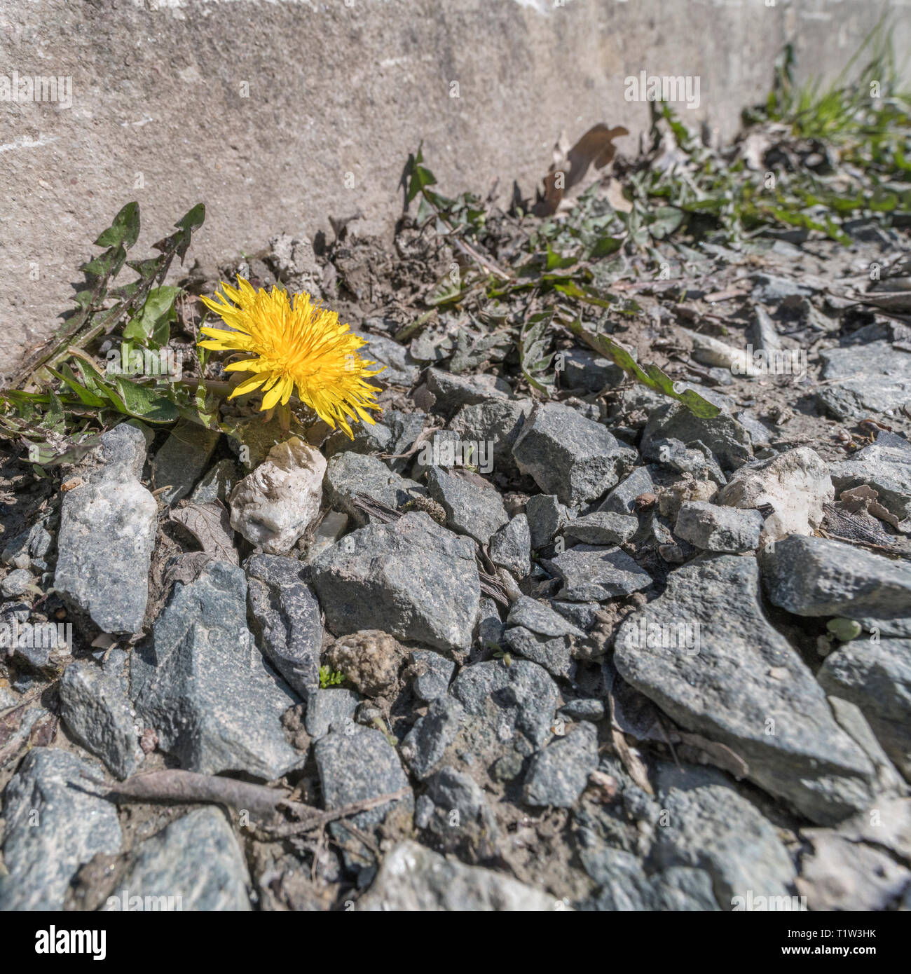Einzelne einsame Dandelion/Taraxacum officinale Blume auf Schotterlandbahn. Isolierte/isolierte Metapher. Blätter und Blumen essbar. Stockfoto
