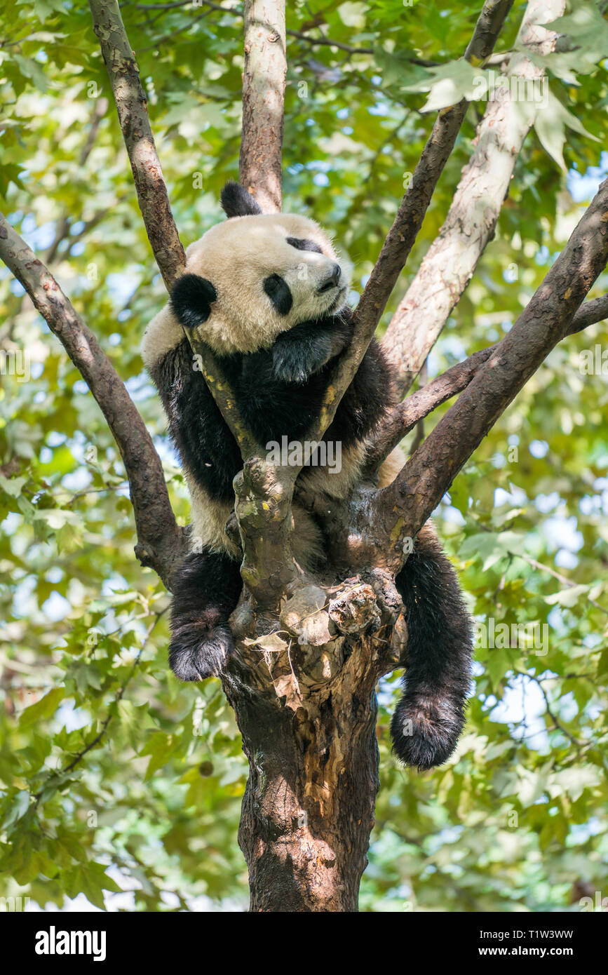 Panda (Ailuropoda lalage) auf einem Baum in Chengdu, Sichuan, China schlafen. Bild vertikal Stockfoto