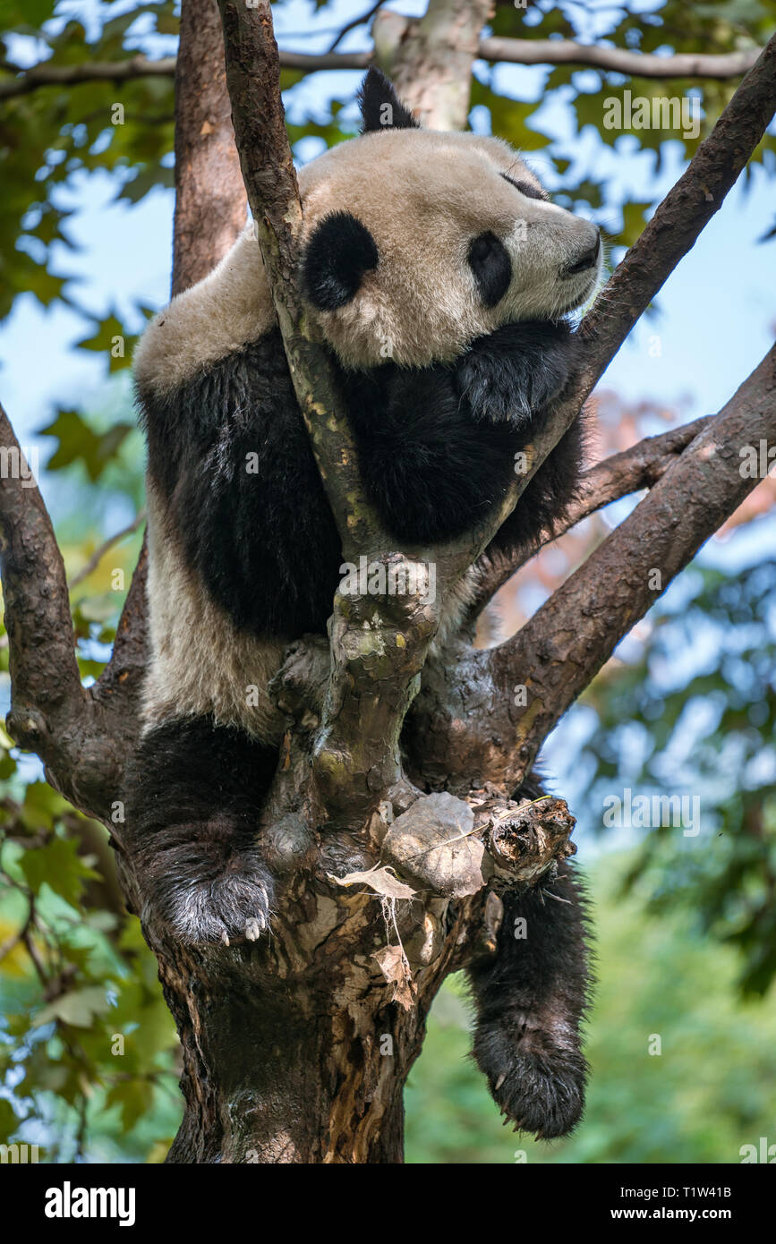 Panda (Ailuropoda lalage) auf einem Baum in Chengdu, Sichuan, China schlafen. Bild vertikal Stockfoto