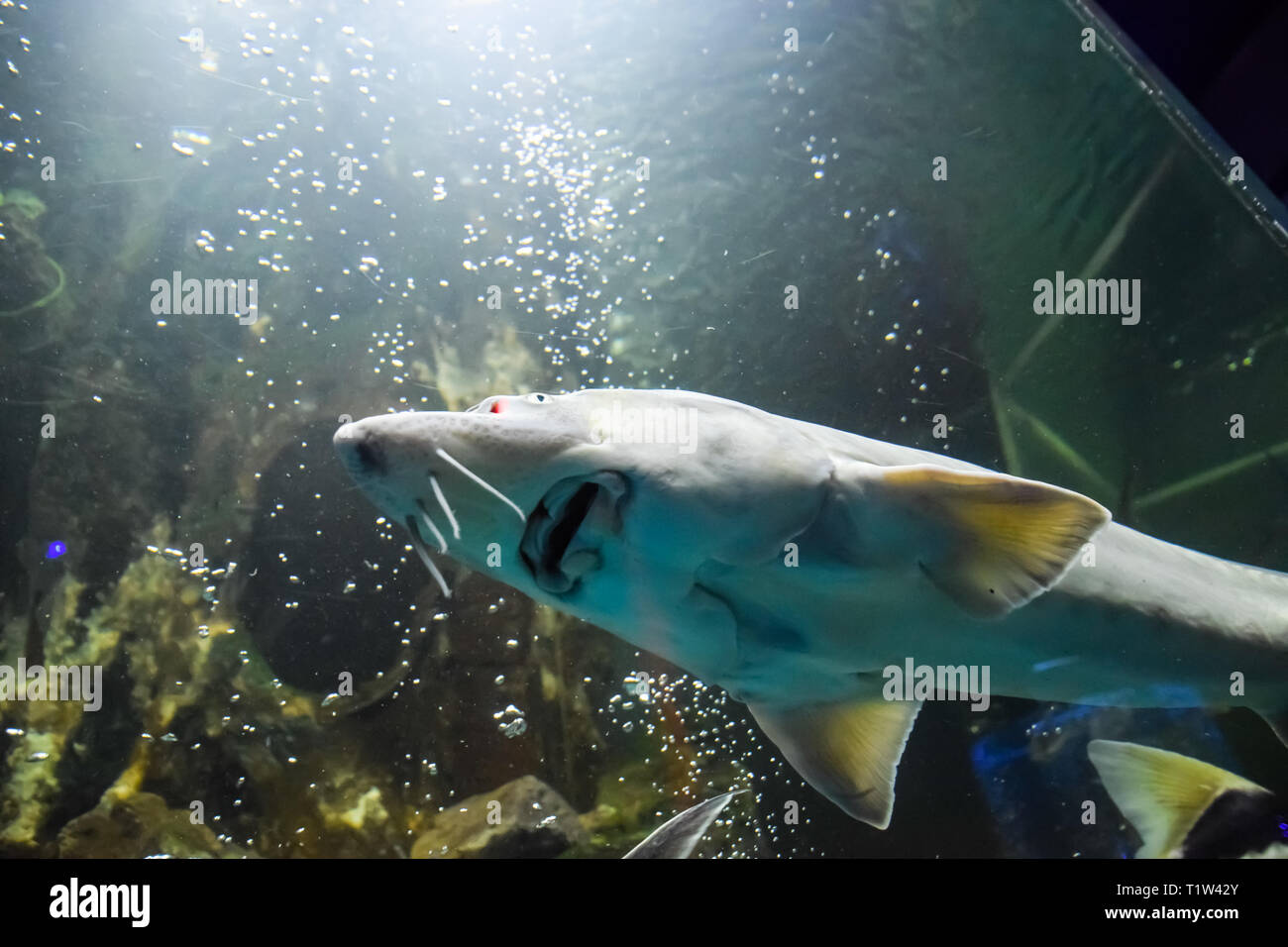 Stor Fisch Schwimmt Im Aquarium Von Ozeanarium Stor Fisch