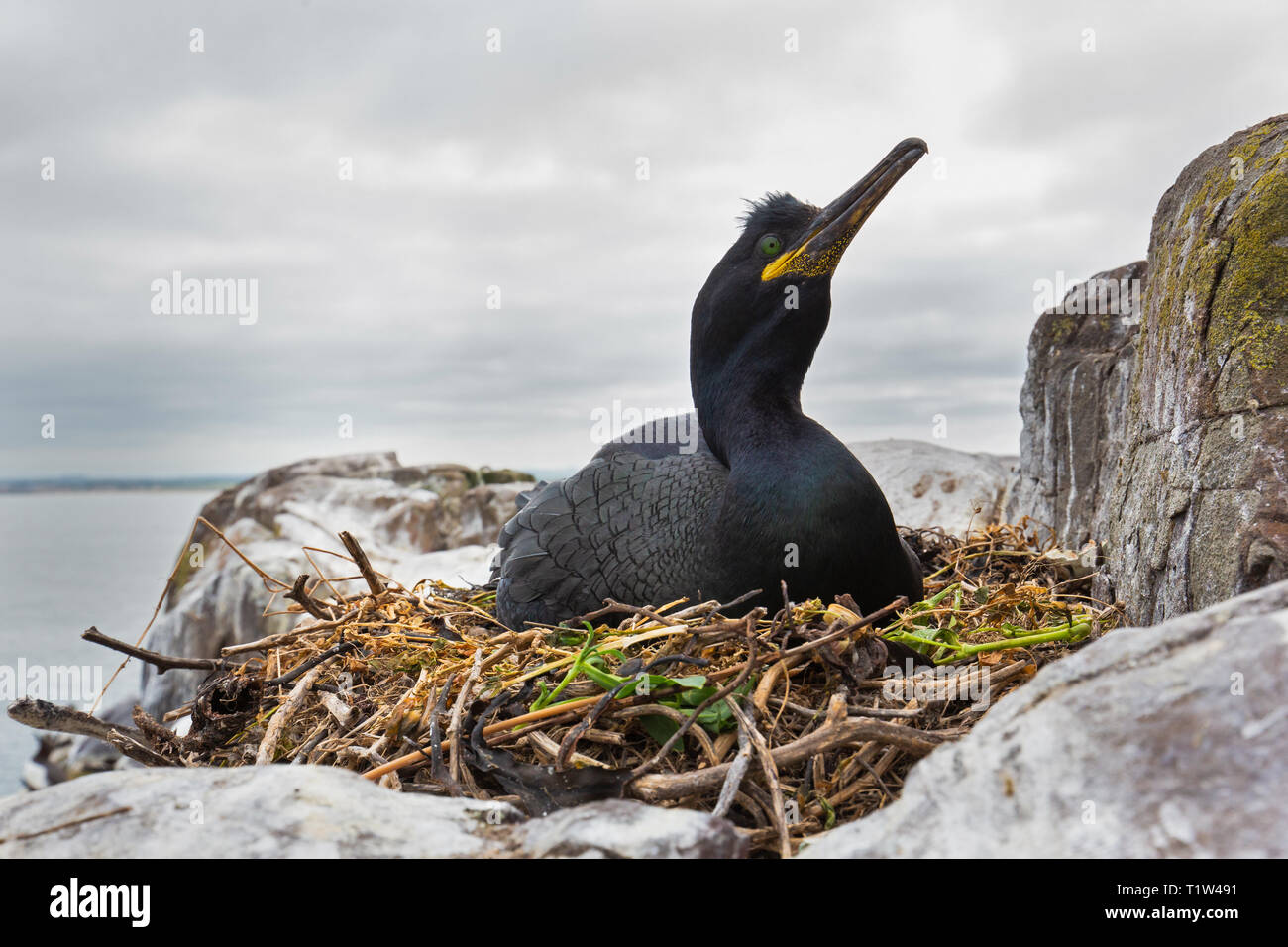 Shag [Phalacrocorax aristotelis] am Nest, Farne Islands, Northumberland, Großbritannien Stockfoto