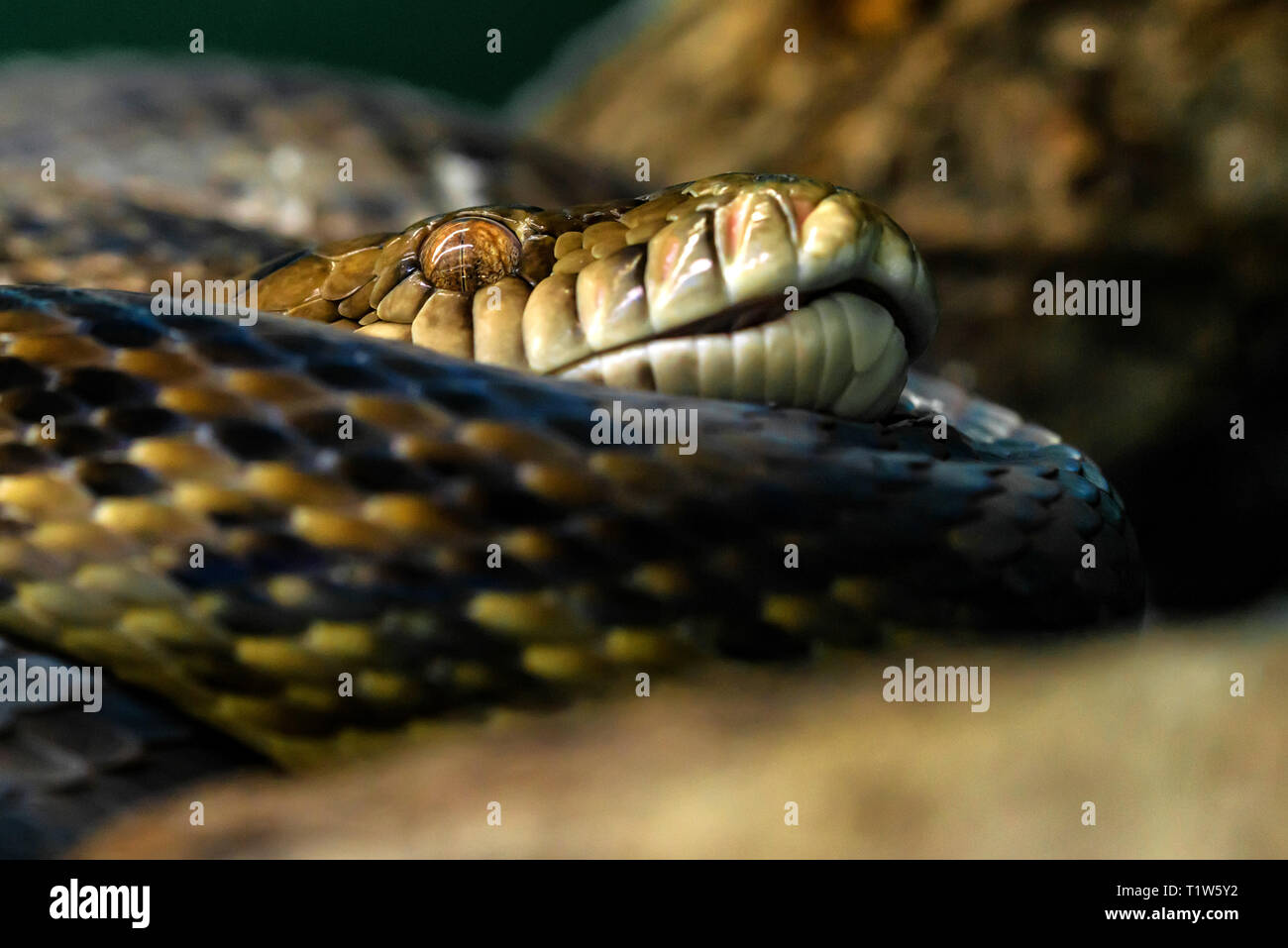 Asiatische Python Python molurus specie Ansicht schließen Stockfoto