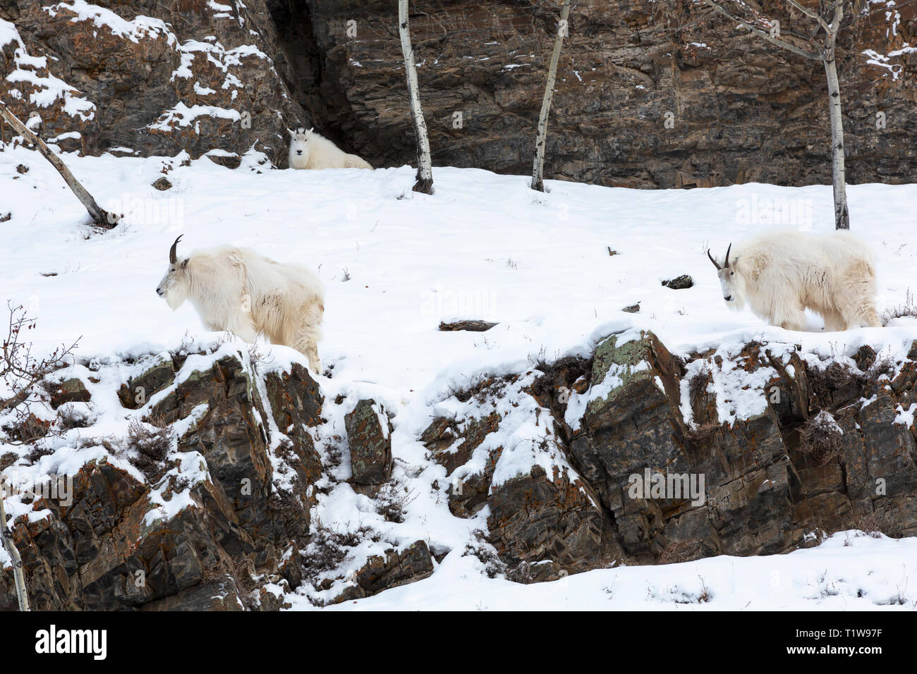 Bergziegen, Oreamnos americanus Stockfoto