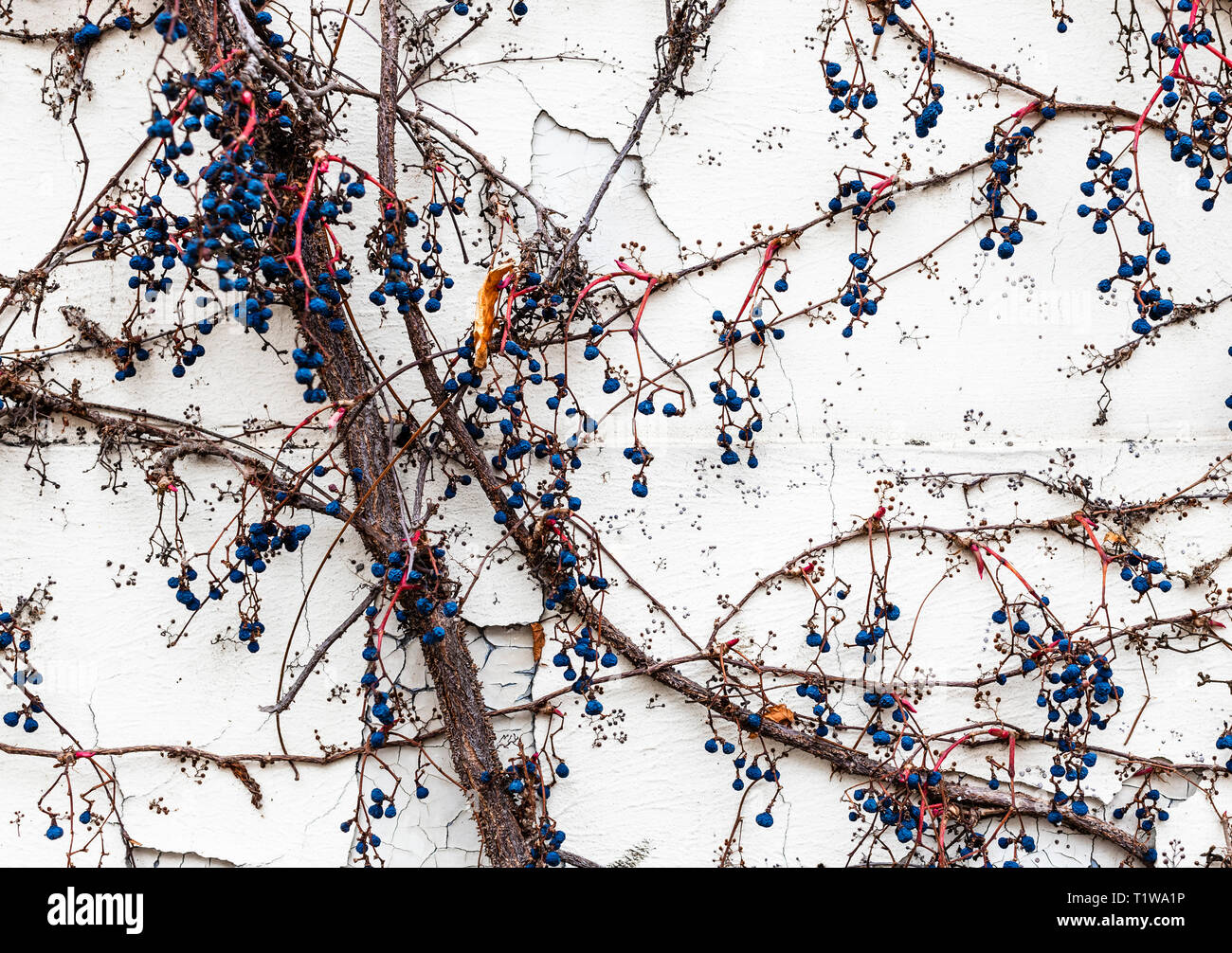 Städtische Textur - kriechgang Anlage auf einer weißen Wand Stockfoto Städtische Textur - kriechgang Anlage auf einer weißen Wand Stockfoto