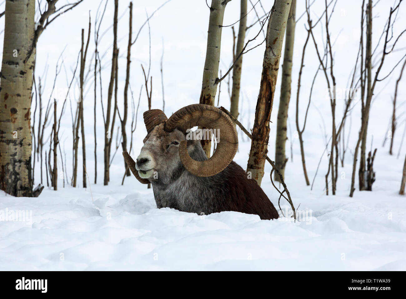 Thinhorn Schaf, Ovis dalli Stockfoto