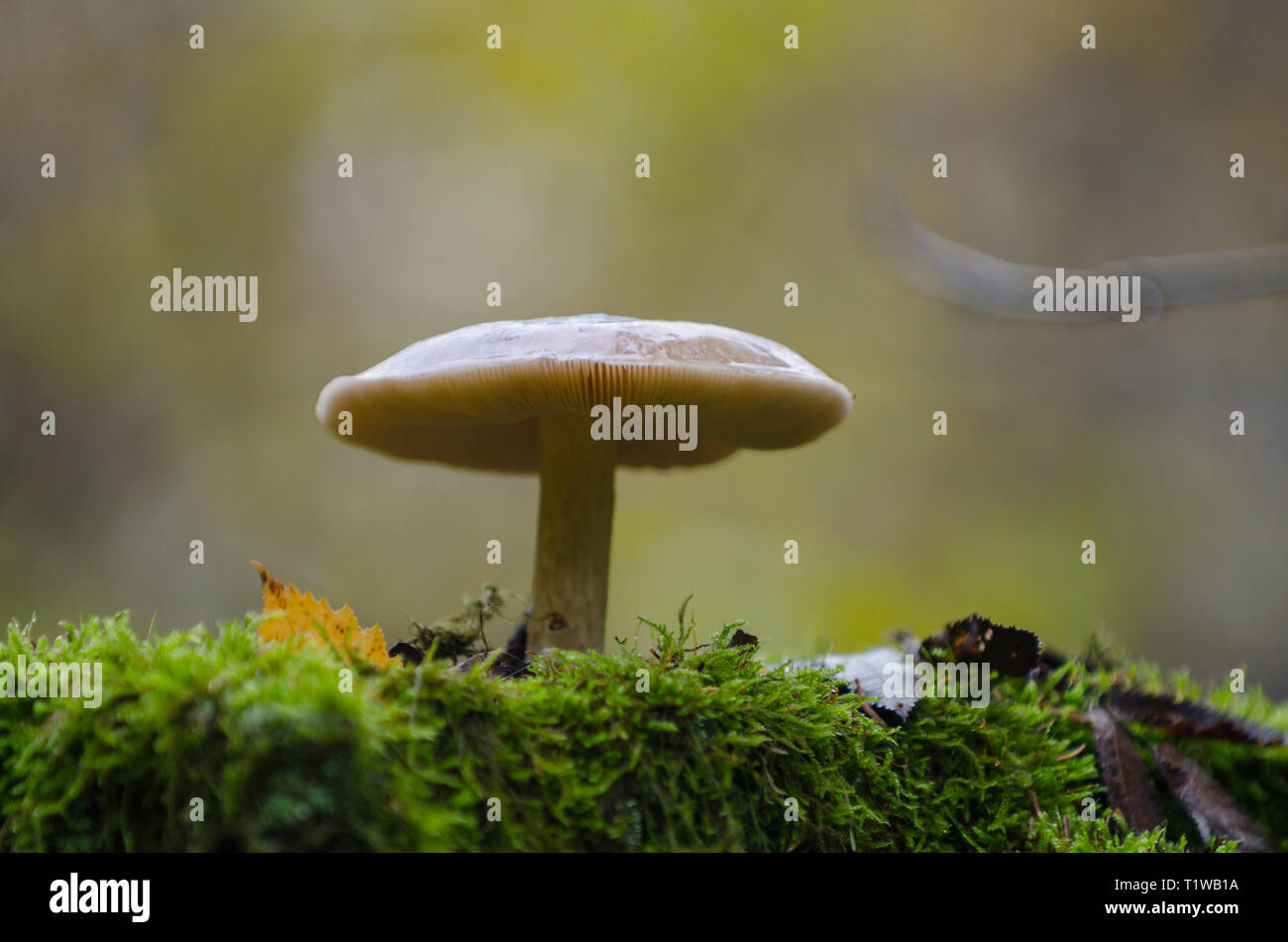 Pilz auf Baumstamm Stockfoto