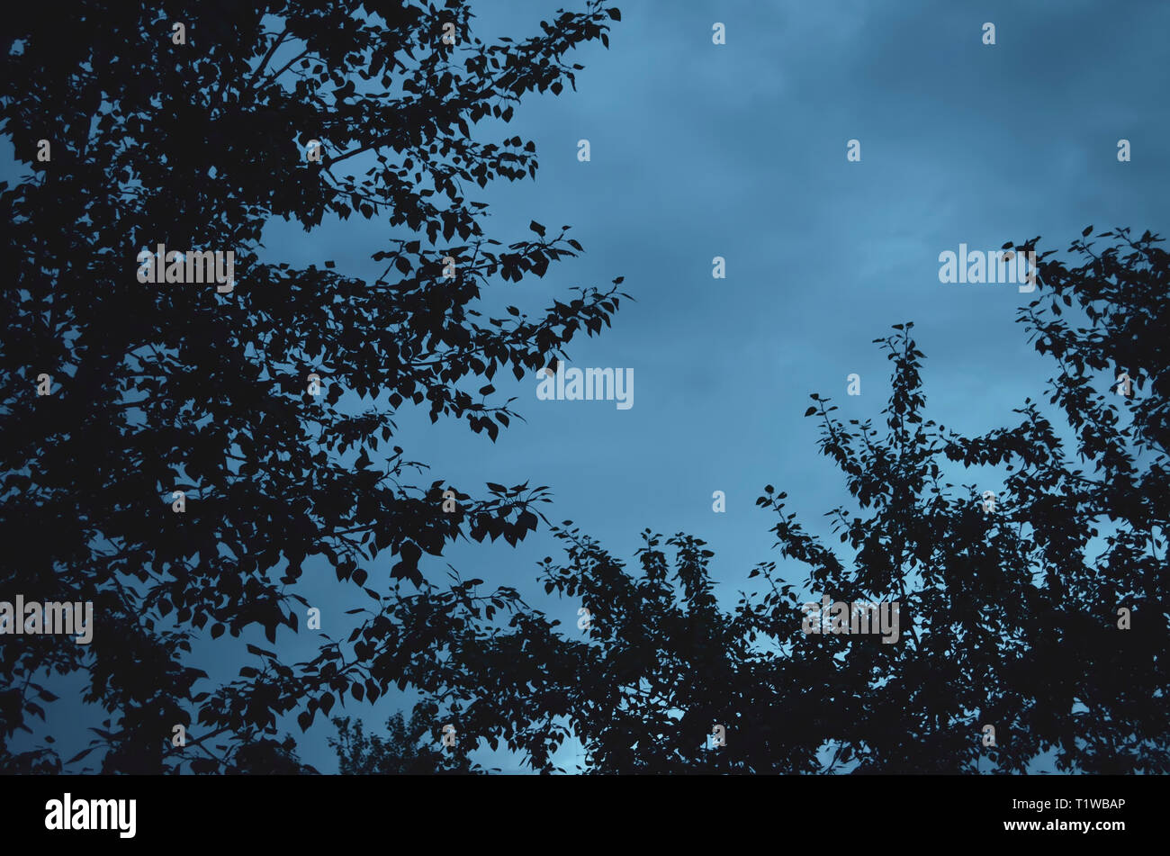 Zweige der Laubbäume gegen Abends bewölkter Himmel. In warmen Blautönen Hintergrund. Stockfoto