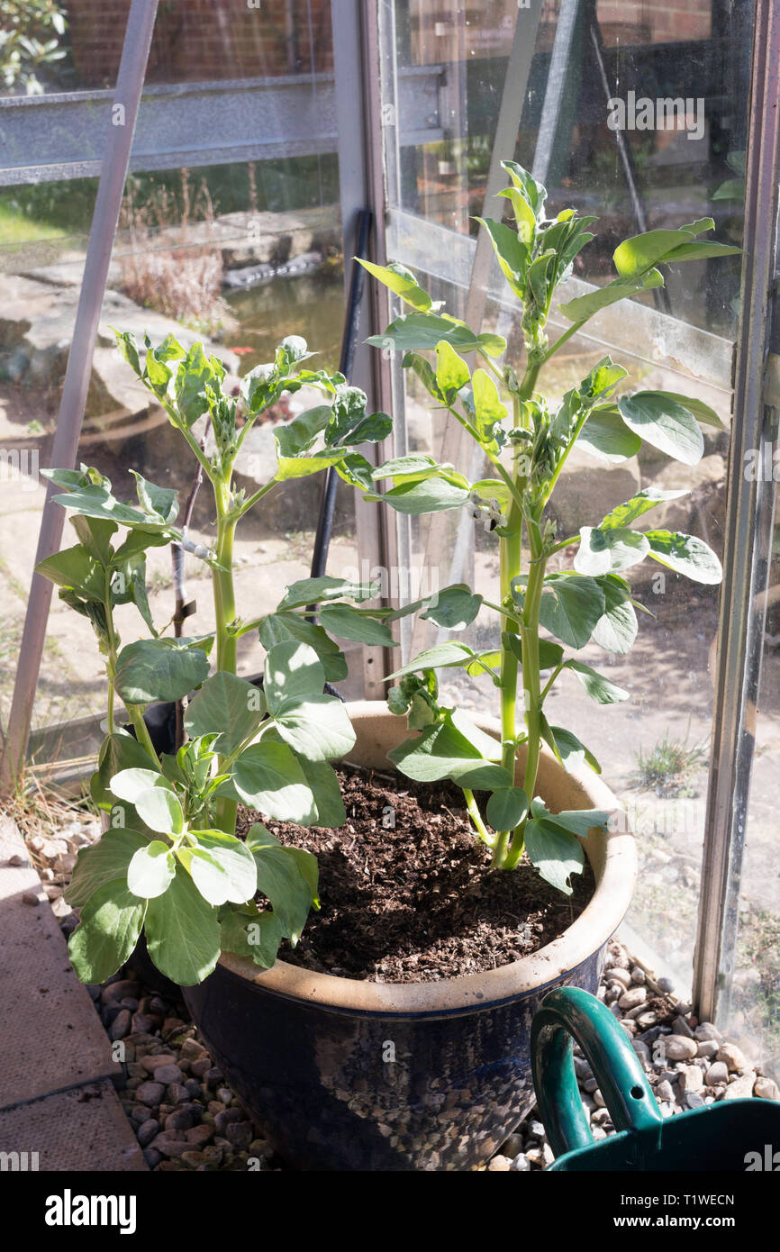 Bohnen wachsen in einem inländischen Treibhausgasemissionen, England, Großbritannien Stockfoto