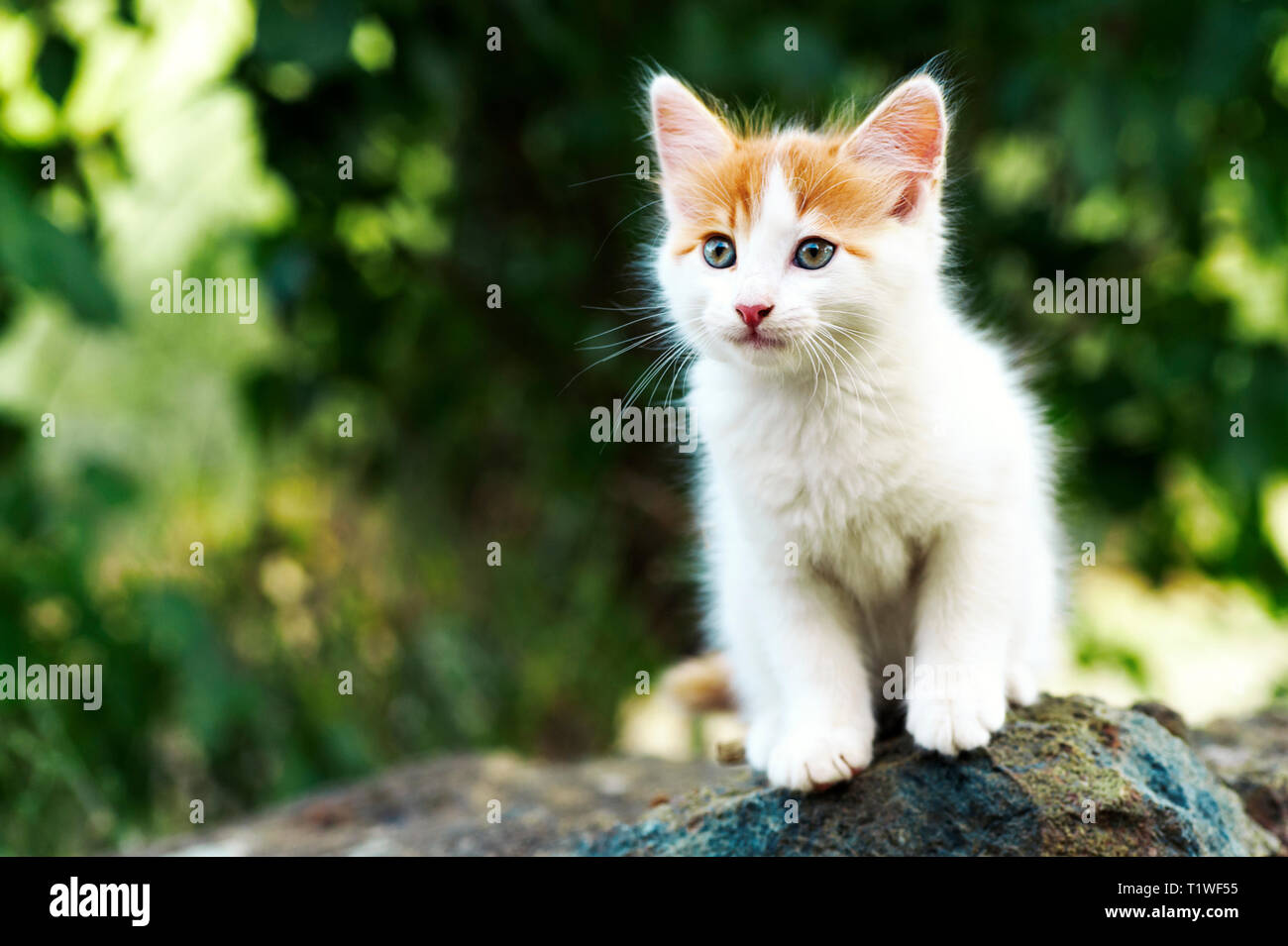 In der Nähe von einem schönen weißen und roten Kätzchen saß auf einem Stein im Freien Stockfoto