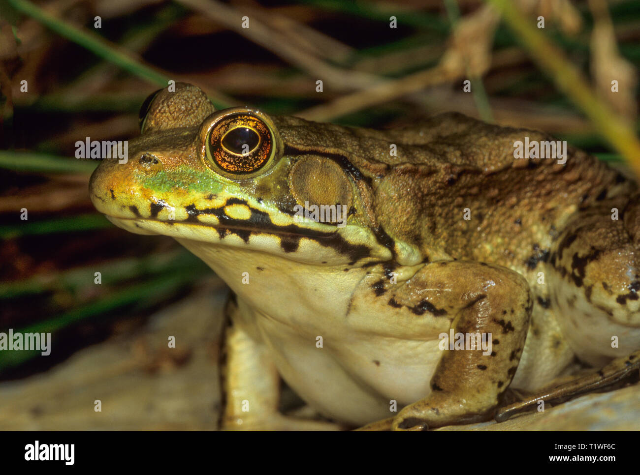 Green frog (Rana clamitans) am Ufer des Teiches. Großer Kreis hinter dem Auge ist der Frosch das äußere Ohr, oder Tympanon. Stockfoto
