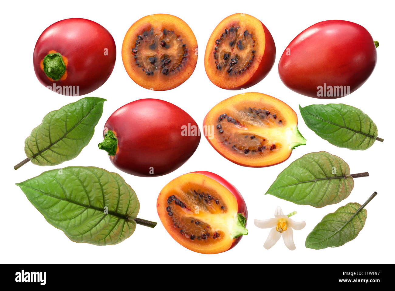 Tamarillo (Solanum betaceum) Früchte, Blätter, Blume, die Sie als Elemente Stockfoto