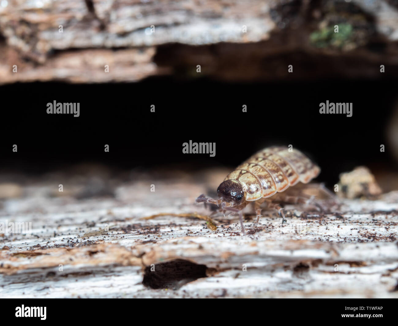 Glänzend woodlouse, Oniscus asellus Stockfoto