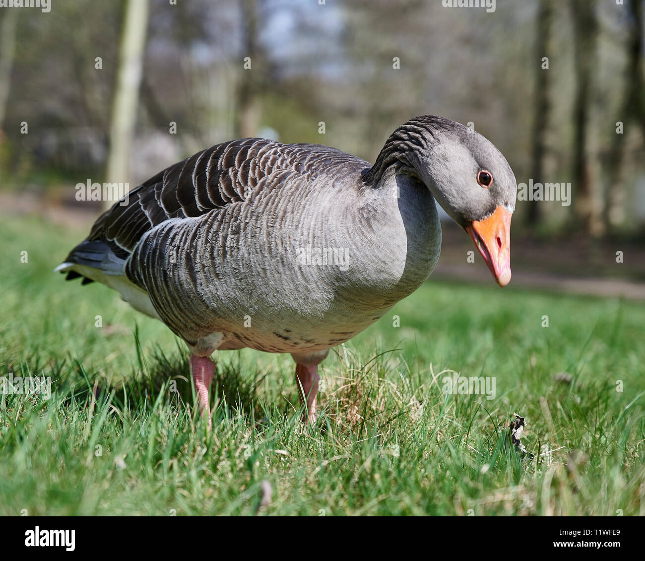 Pflanzen fressende graugänse im Frühling. Grasen in einer Szene am See. Stockfoto