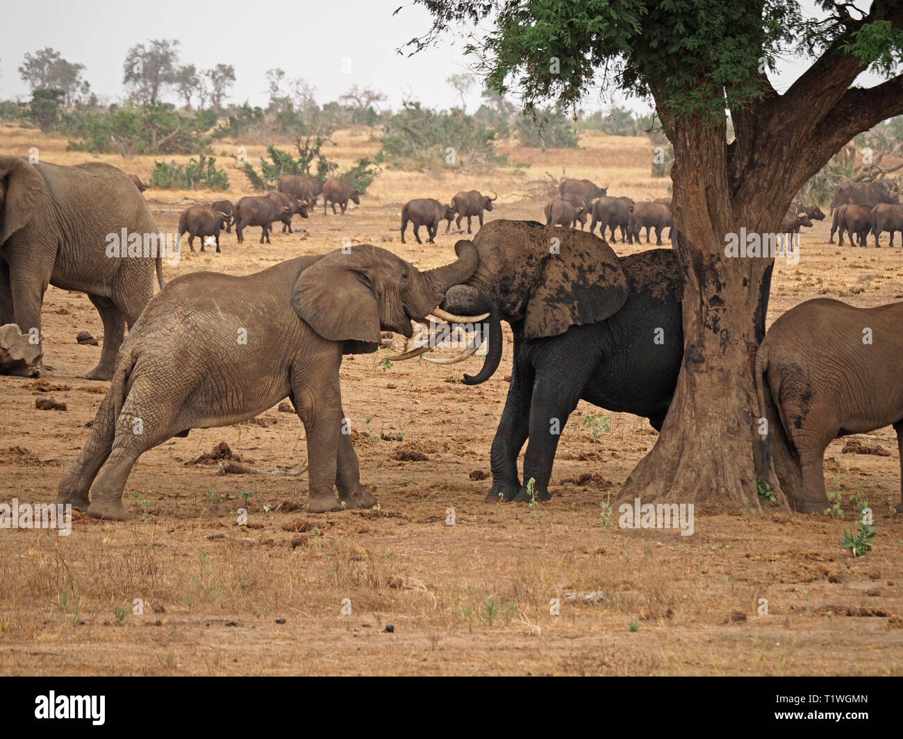 Zwei junge Stier afrikanische Elefanten (Loxodonta africana) tussle in kräftemessen an einem Baum in der Nähe der Wasserstelle im Satao Camp Tsavo Ost NP, Kenia Afrika Stockfoto