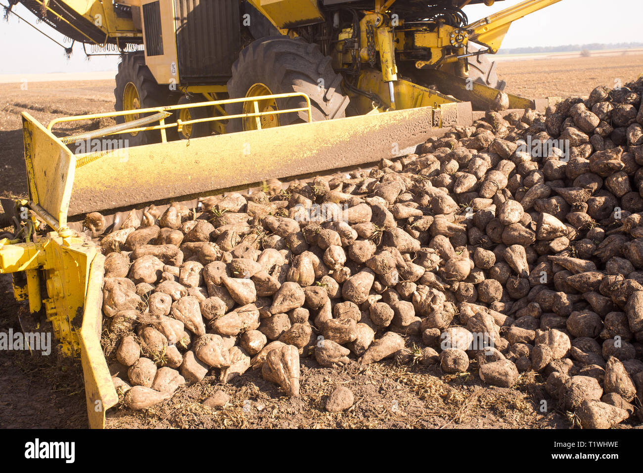 Das Thema der Landwirtschaft outdoor. Eine gelbe Lader Transporte Zuckerrüben, Getreide zu einem Lkw in einem Feld an einem sonnigen Tag vor einem blauen Himmel. Stockfoto