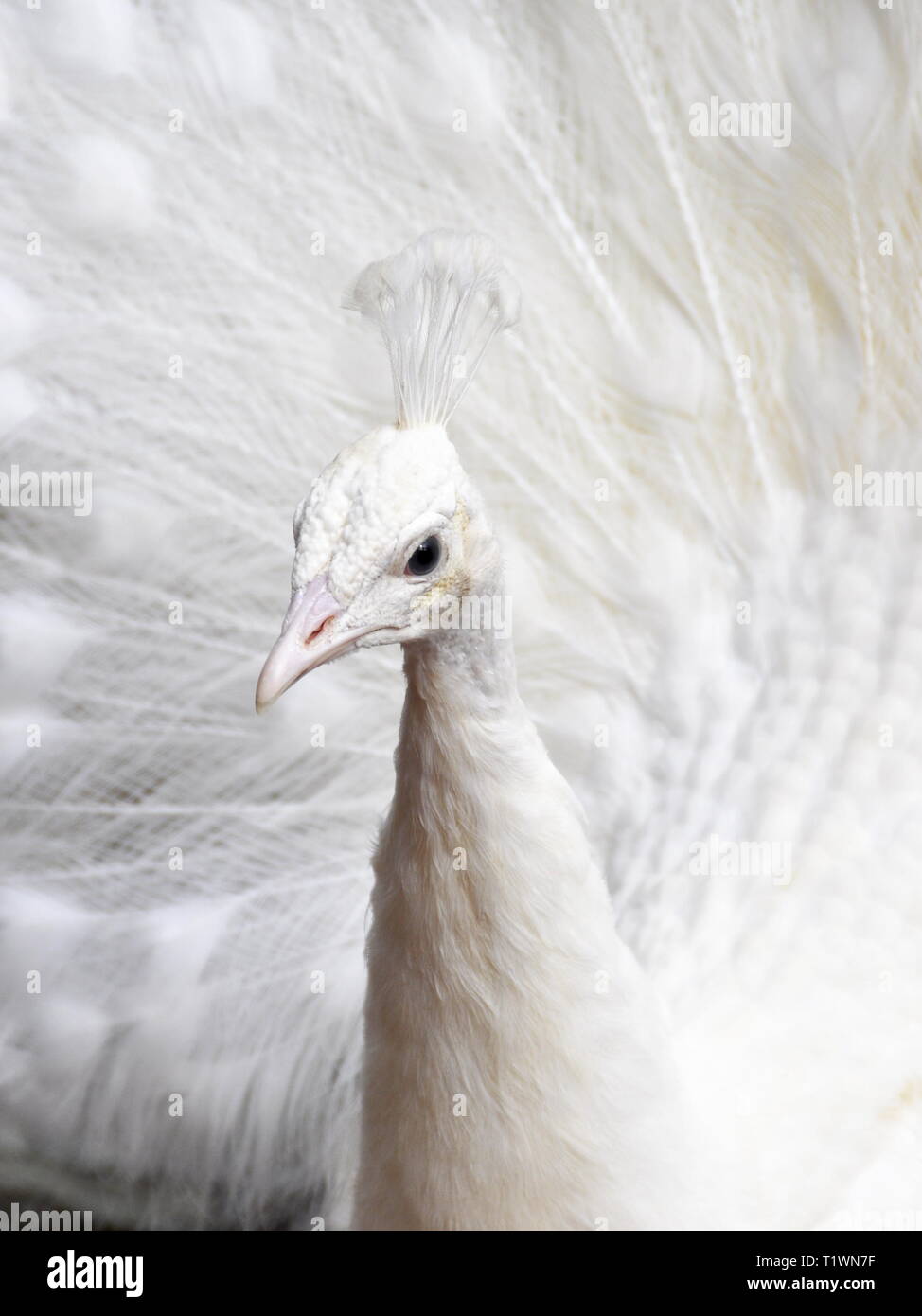 Weiß leucistic Pfau Verbreitung und seine Federn anzeigen Stockfoto