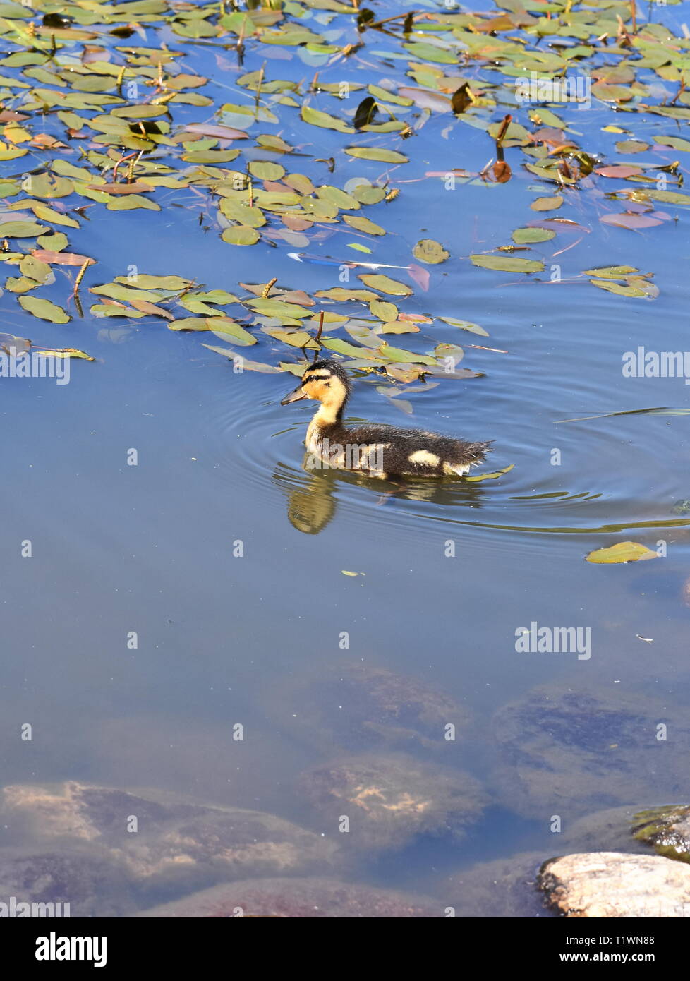 Mallard Entlein Anas platyrhynchos allein Schwimmen in einem Teich Stockfoto