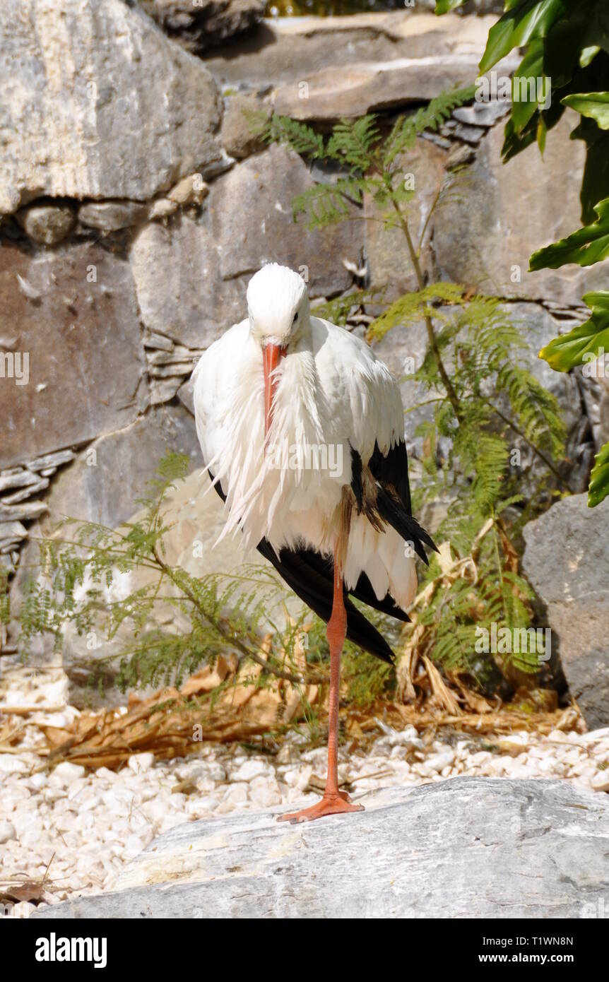 Weißstorch Ciconia ciconia Stehen auf einem Bein Stockfoto