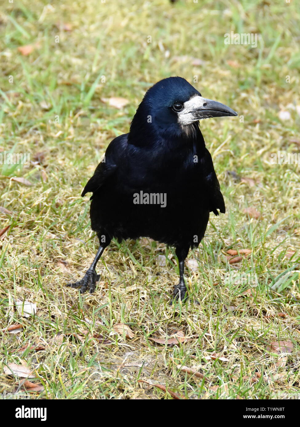 Saatkrähe Corvus frugilegus Wandern auf einem Rasen Stockfoto