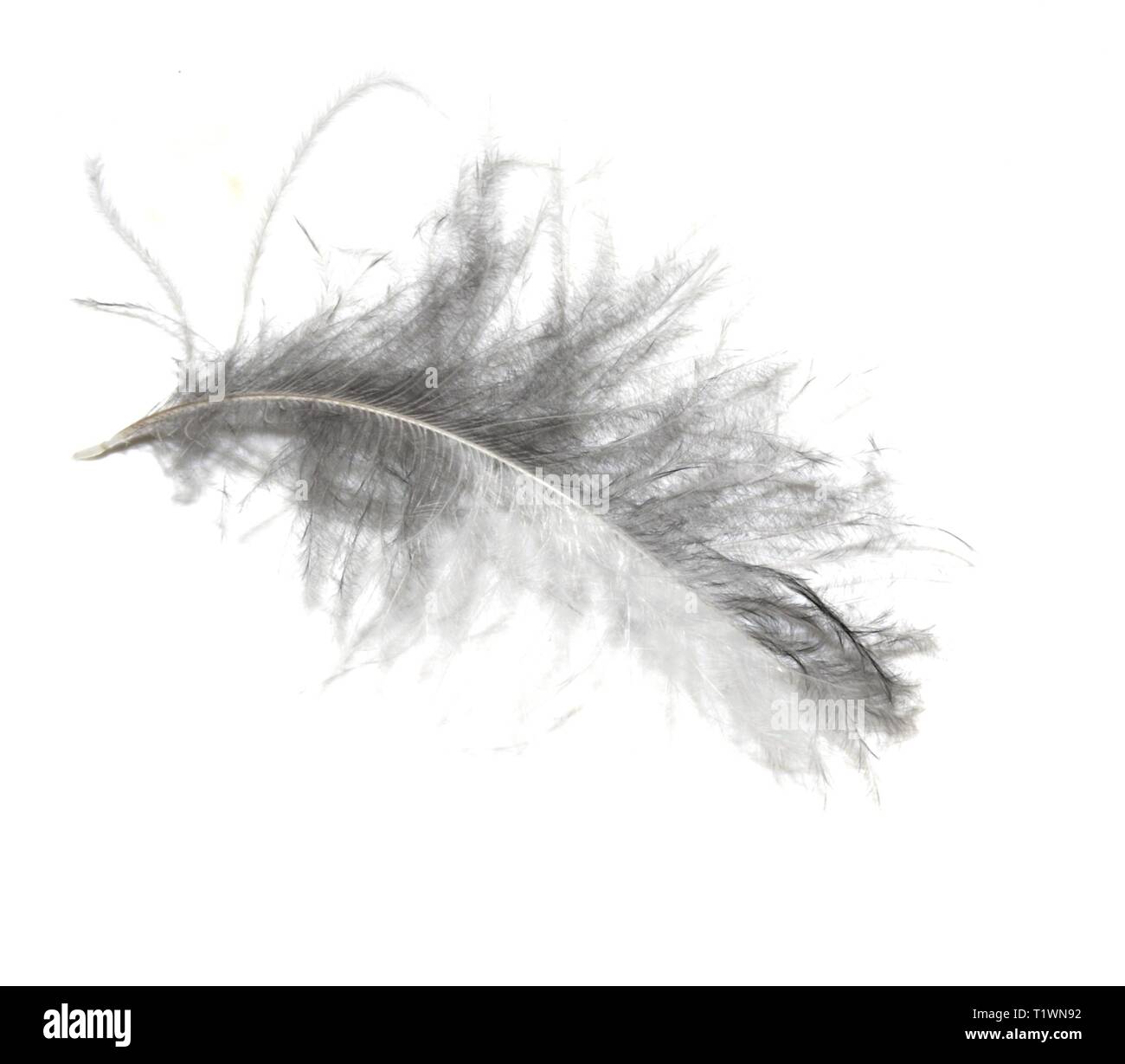 Flauschigen Federn auf weißem Hintergrund Stockfoto