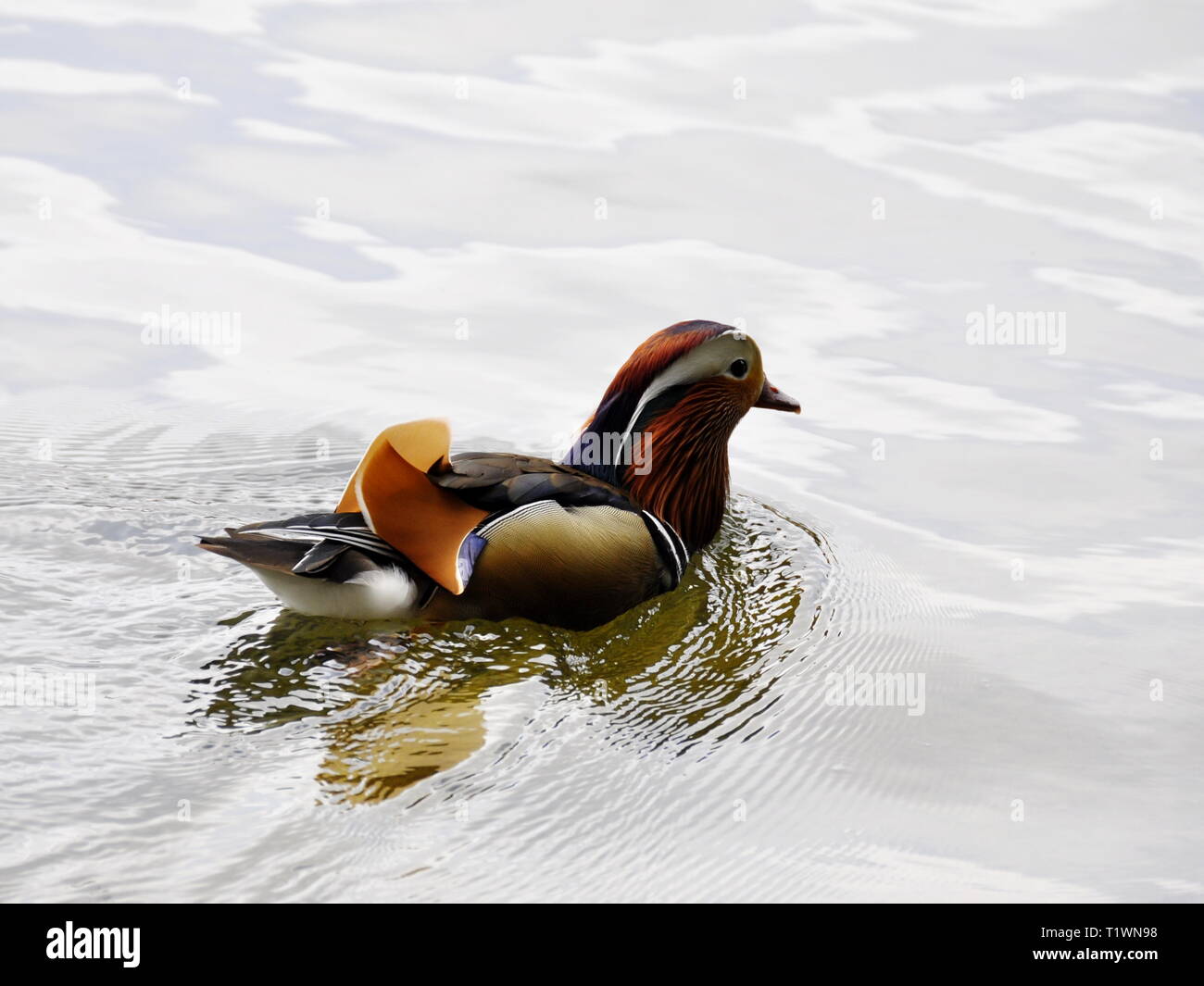 Männliche Mandarin Enten schwimmen in einem Teich Stockfoto