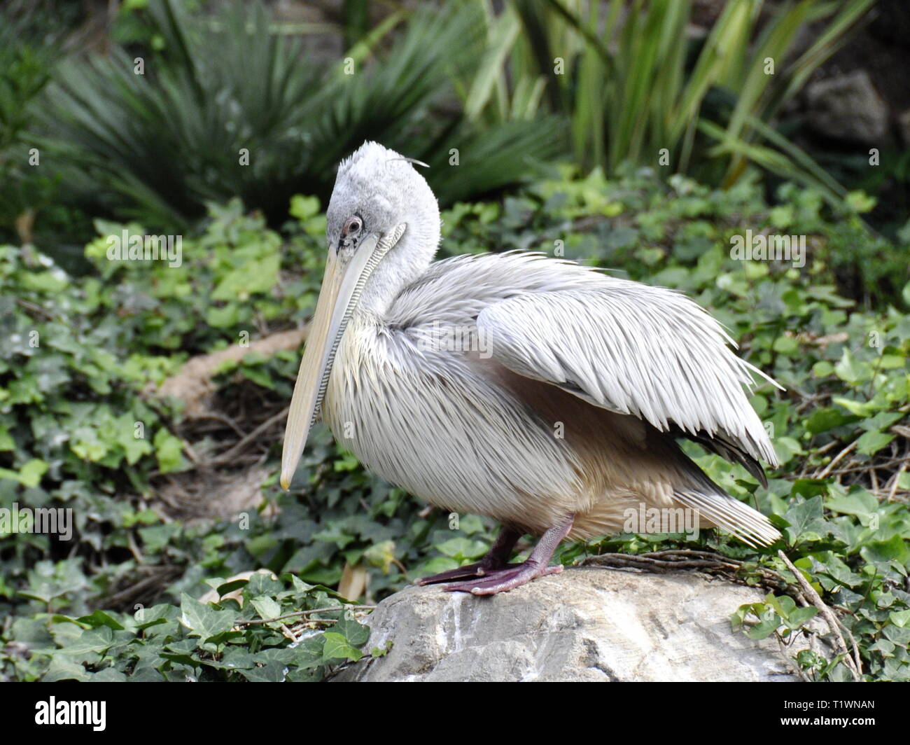 Rosa-backed Pelican sitzt auf einem Stein Stockfoto