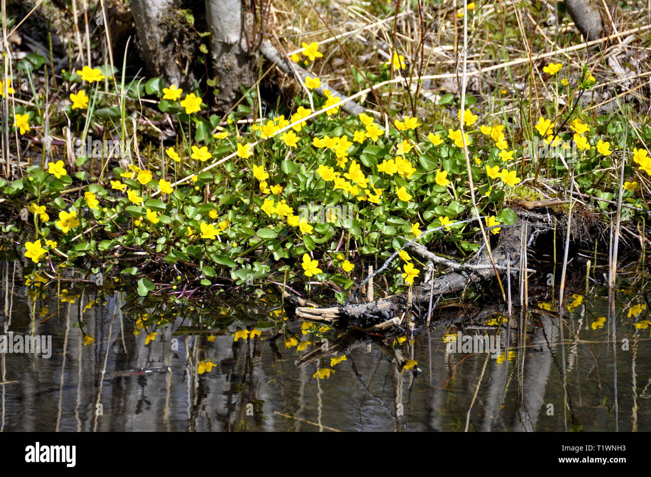 Sumpf - Ringelblume Caltha palustris wächst von einem Bach im Frühling Stockfoto