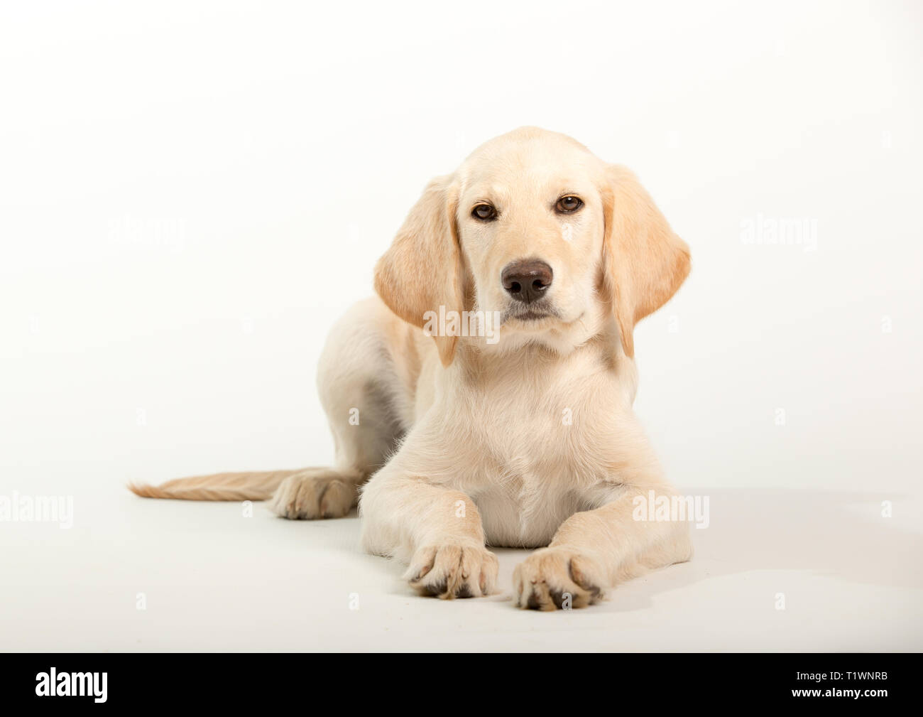 Jungen Labrador Retriever Hund auf weißem Hintergrund im Studio isoliert Stockfoto