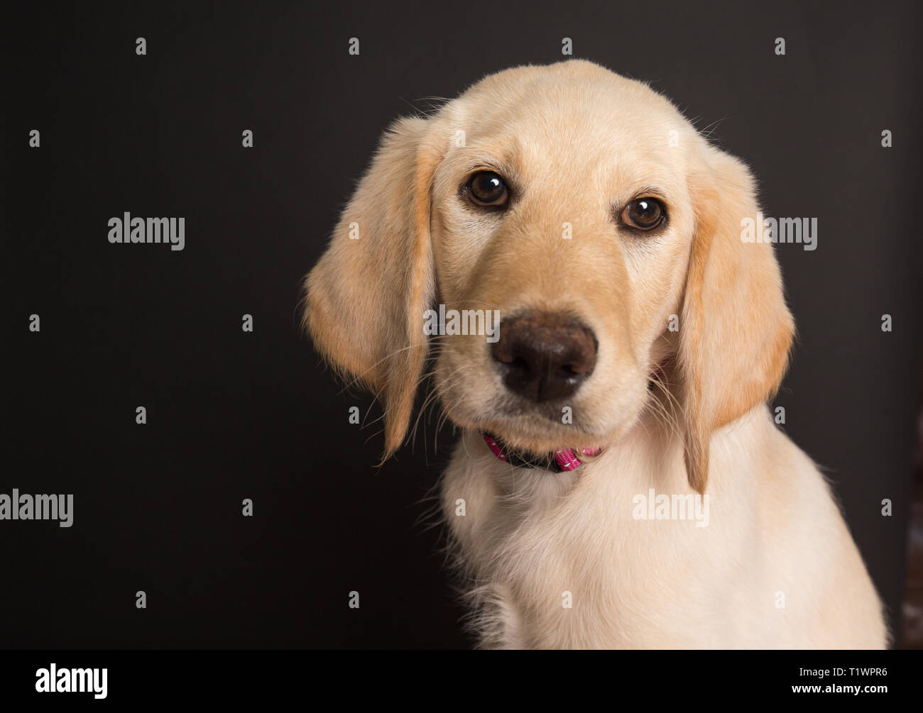 Junge labradoodle Welpen im Studio Stockfoto