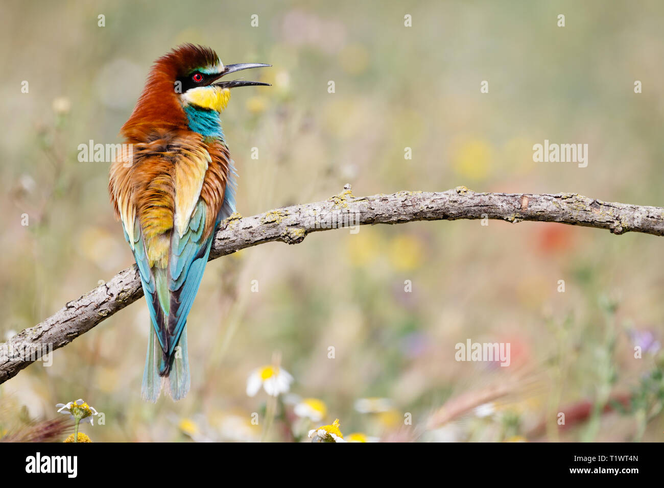 Europäische Bienenfresser (Merops apiaster), thront auf Zweig, Lleida, Katalonien, Spanien Stockfoto