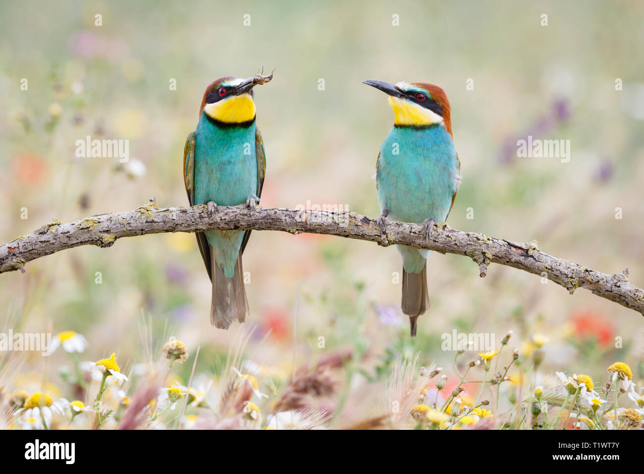 Europäische Bienenfresser (Merops apiaster), Männchen mit Beute zu weiblich, auf Zweig thront, Lleida, Katalonien, Spanien Stockfoto