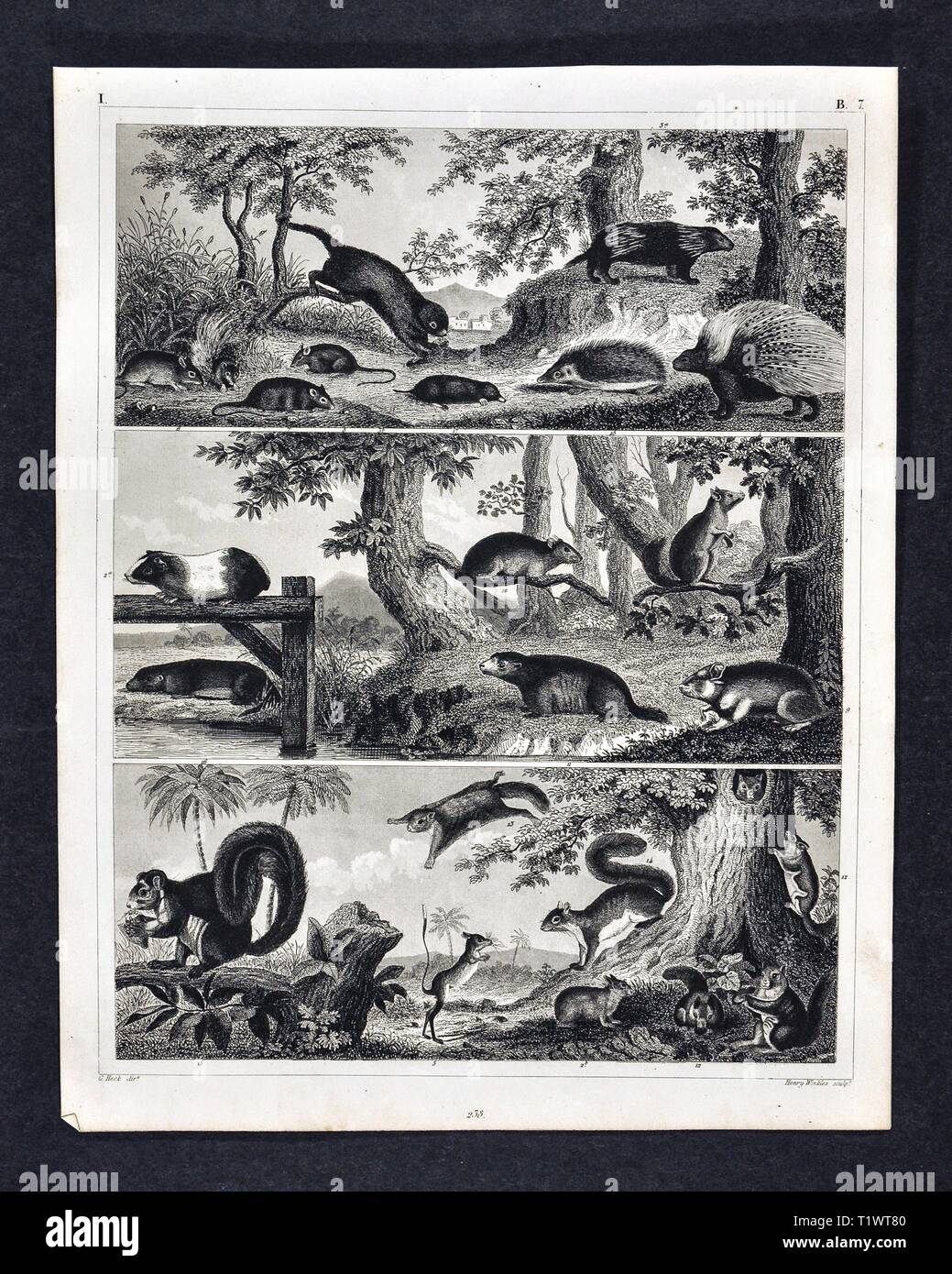 1849 Zoologische Drucken - Wildtiere - Säugetiere verschiedene Nagetiere wie Eichhörnchen, Igel, Igel, Maus, Kaninchen und andere Stockfoto