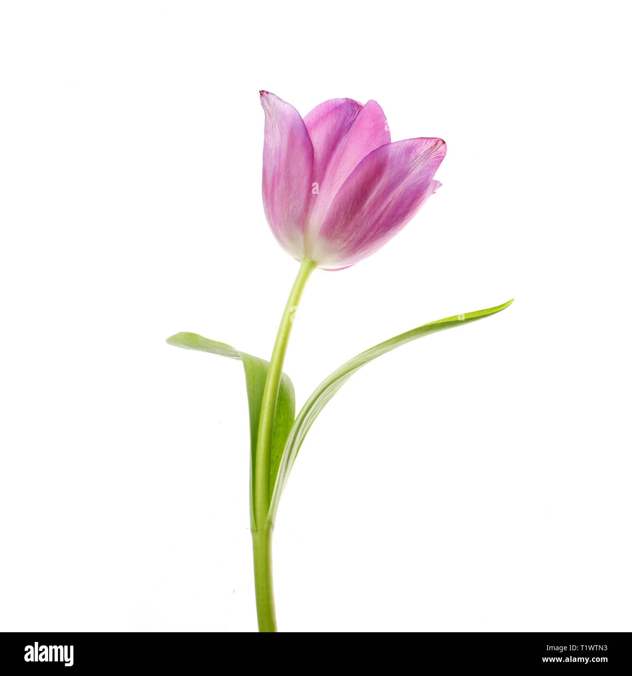 Lila Tulpe Blume Kopf auf weißem Hintergrund Stockfoto