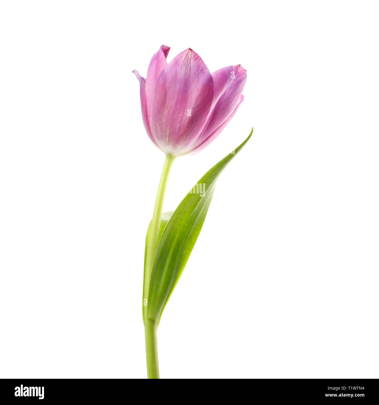 Lila Tulpe Blume Kopf auf weißem Hintergrund Stockfoto