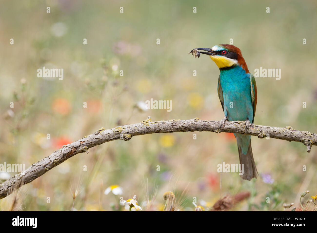 Europäische Bienenfresser (Merops apiaster), thront auf Zweig mit Beute, Lleida, Katalonien, Spanien Stockfoto